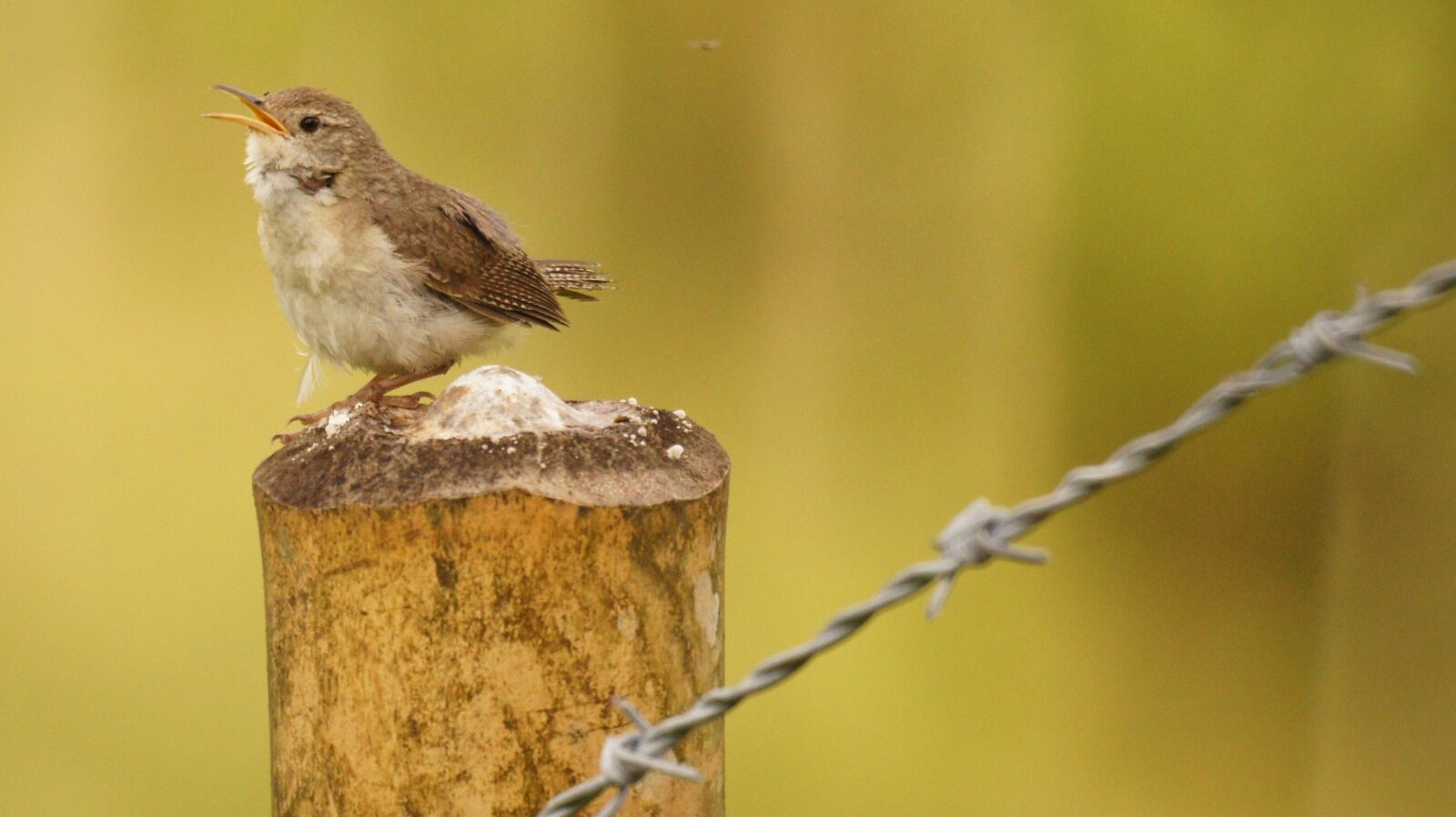 Sony SLT-A55 (SLT-A55V) + Sony 500mm F8 Reflex sample photo. Nature, birds, guatica photography