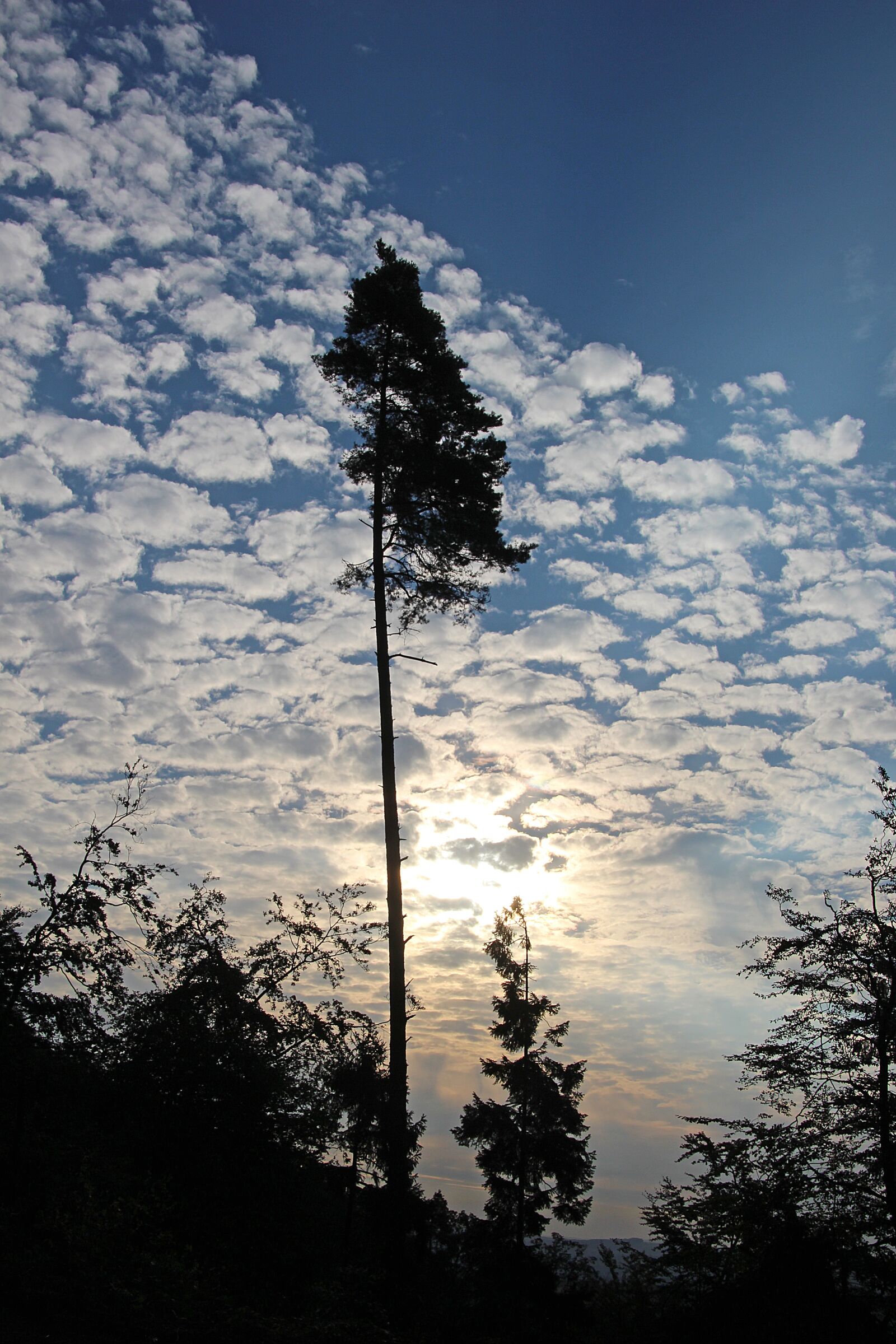 Canon EOS 700D (EOS Rebel T5i / EOS Kiss X7i) sample photo. Nature, tree, sky photography