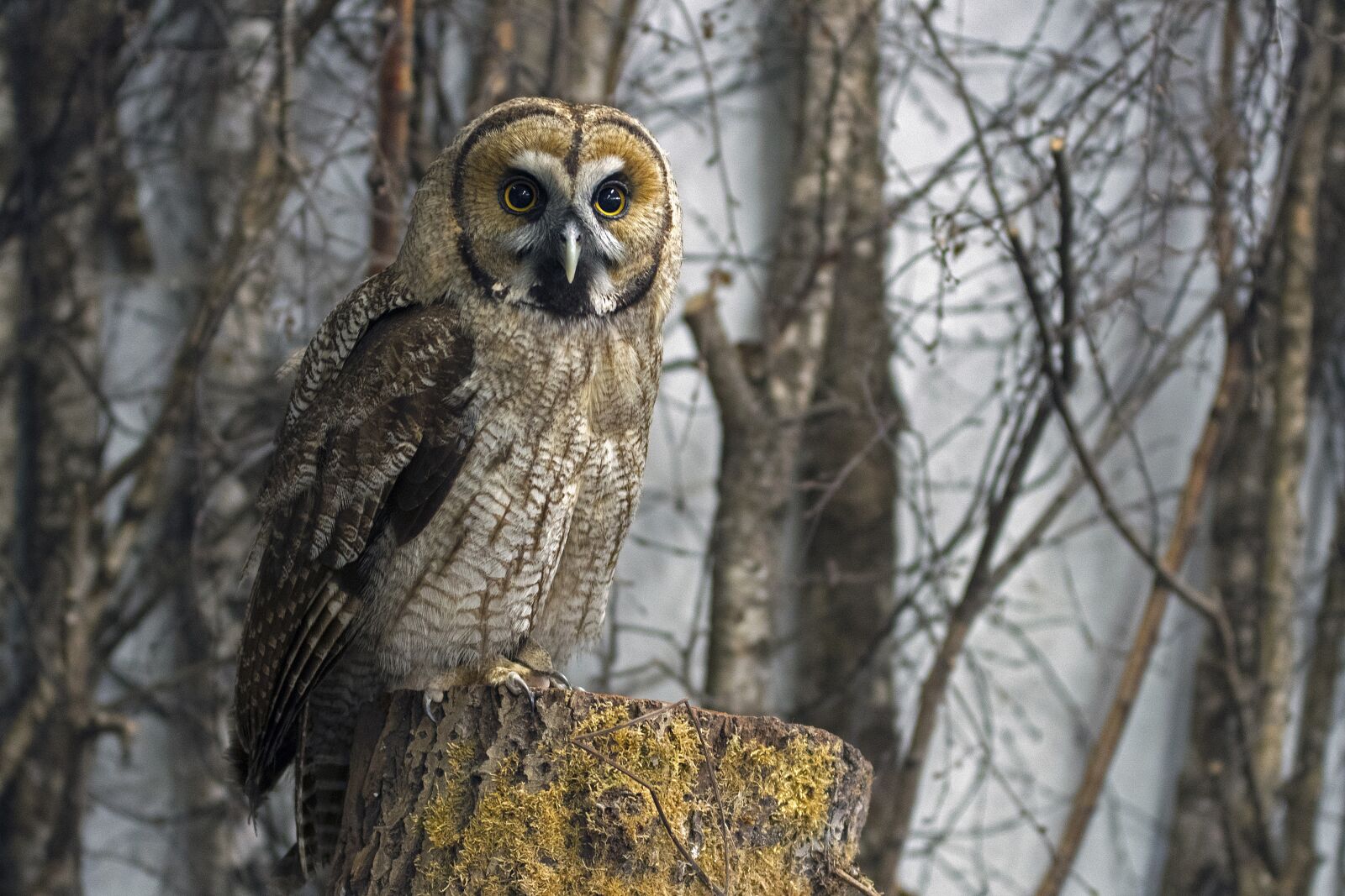 Nikon D500 sample photo. Great grey owl hybrid photography