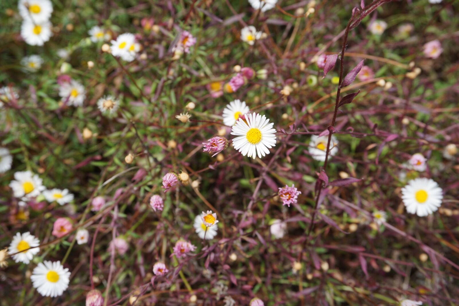 Sony a6000 sample photo. Daisy, daisies, flowers photography