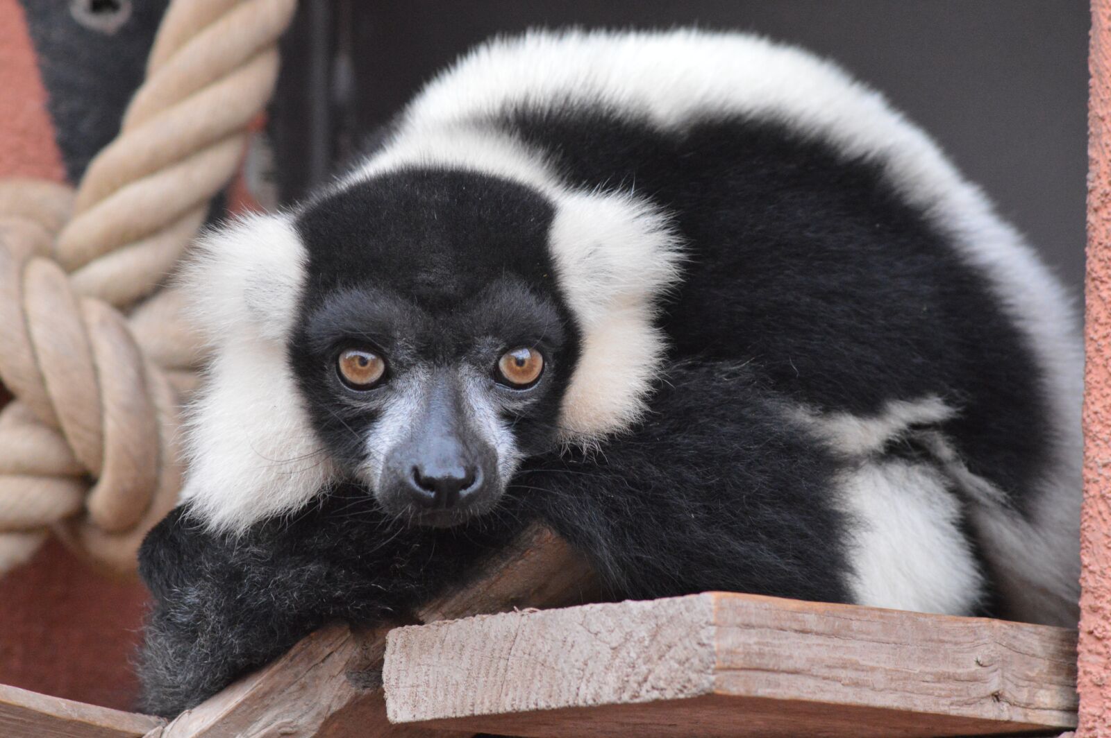 Nikon D3200 sample photo. Animal, fur, lemur photography