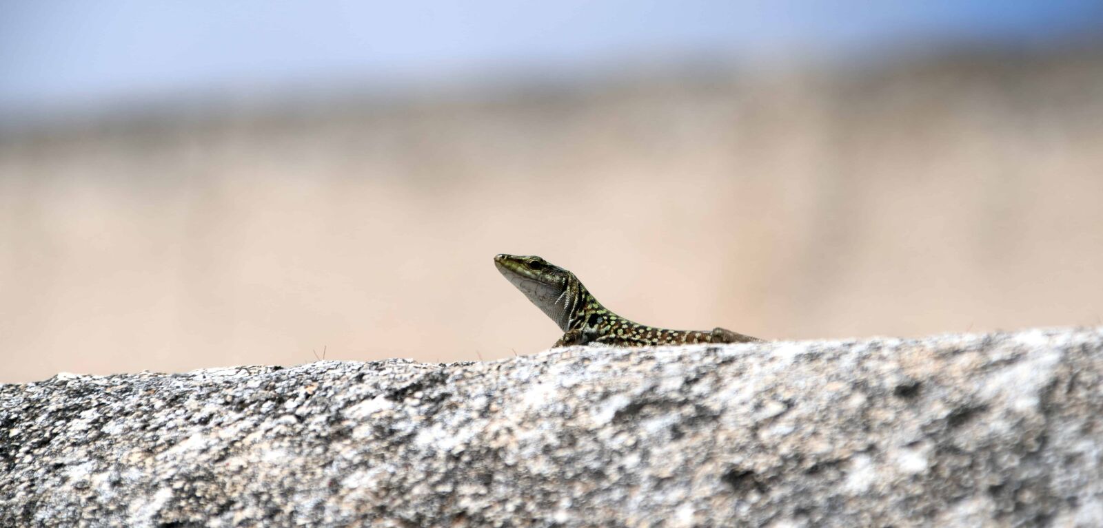 Nikon D3300 sample photo. Wildlife, reptile, lizard, nature photography