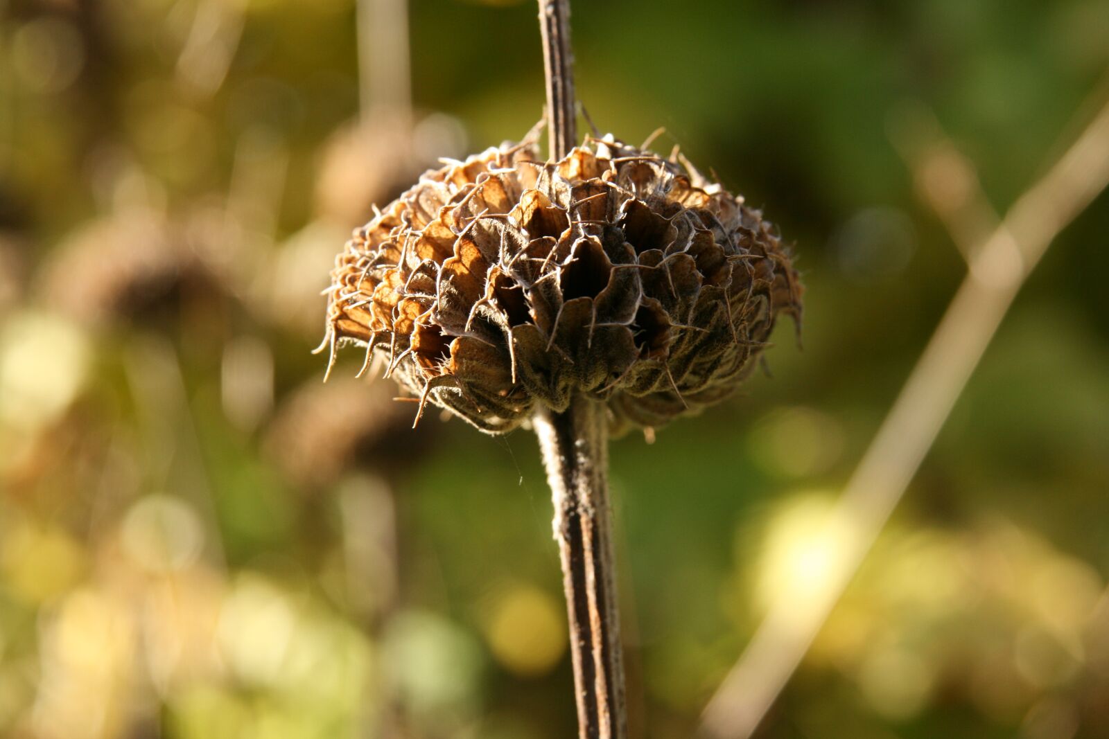 Canon EOS 400D (EOS Digital Rebel XTi / EOS Kiss Digital X) sample photo. Infructescence, dry, autumn photography