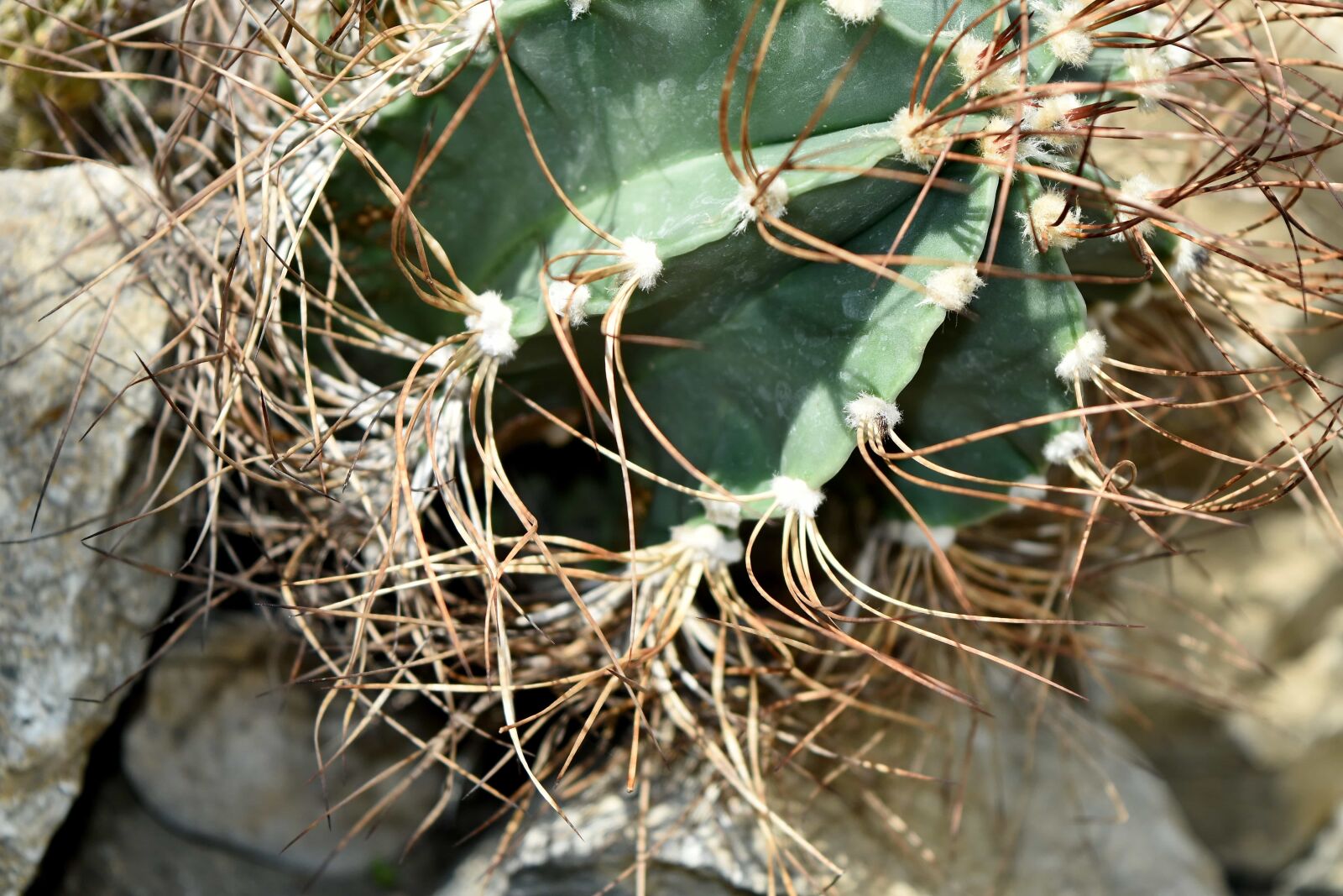 Nikon D5500 sample photo. Botanic, desert plant, detail photography