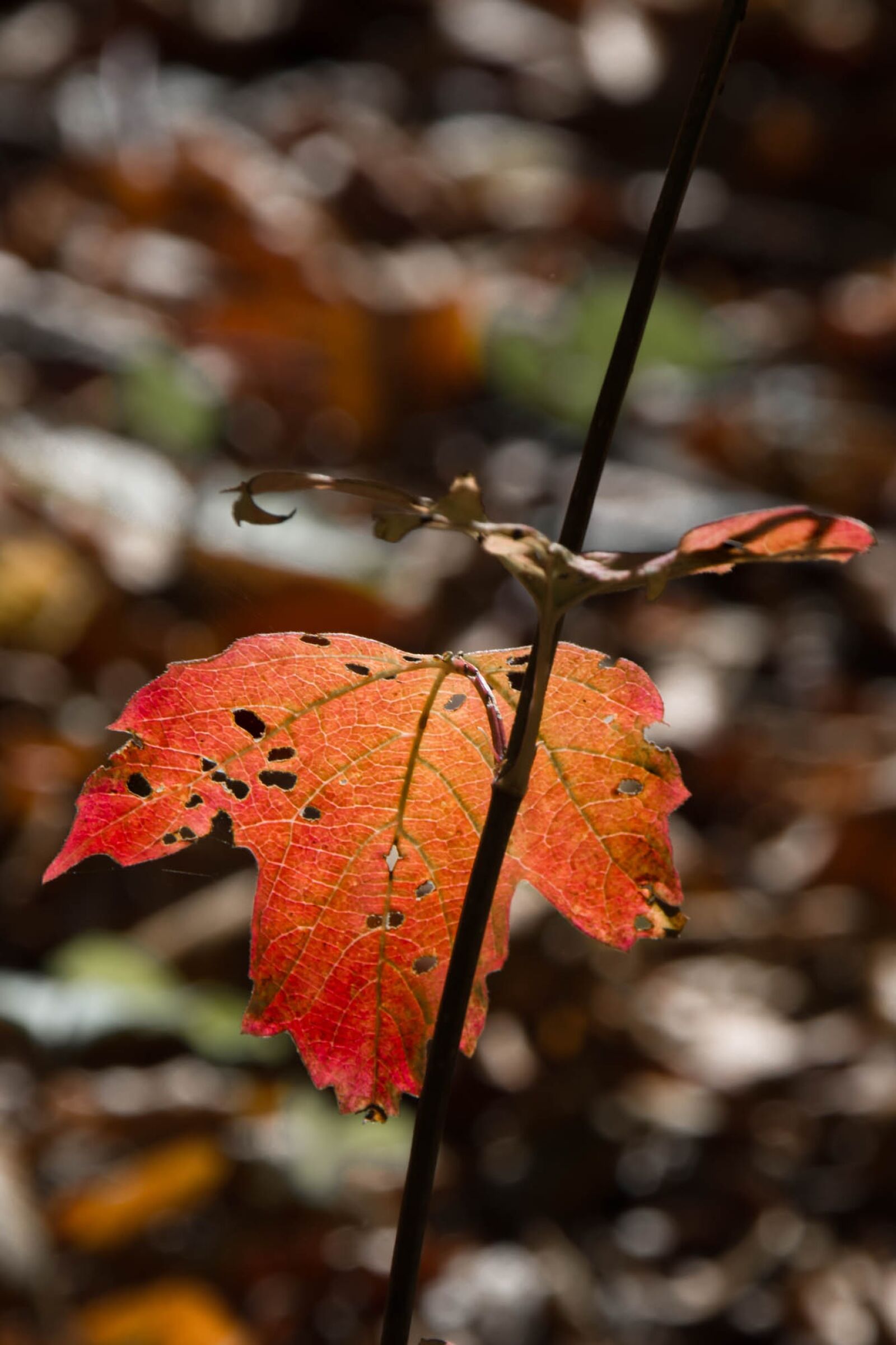 Nikon D7200 sample photo. Leaf, fall, autumn leaves photography