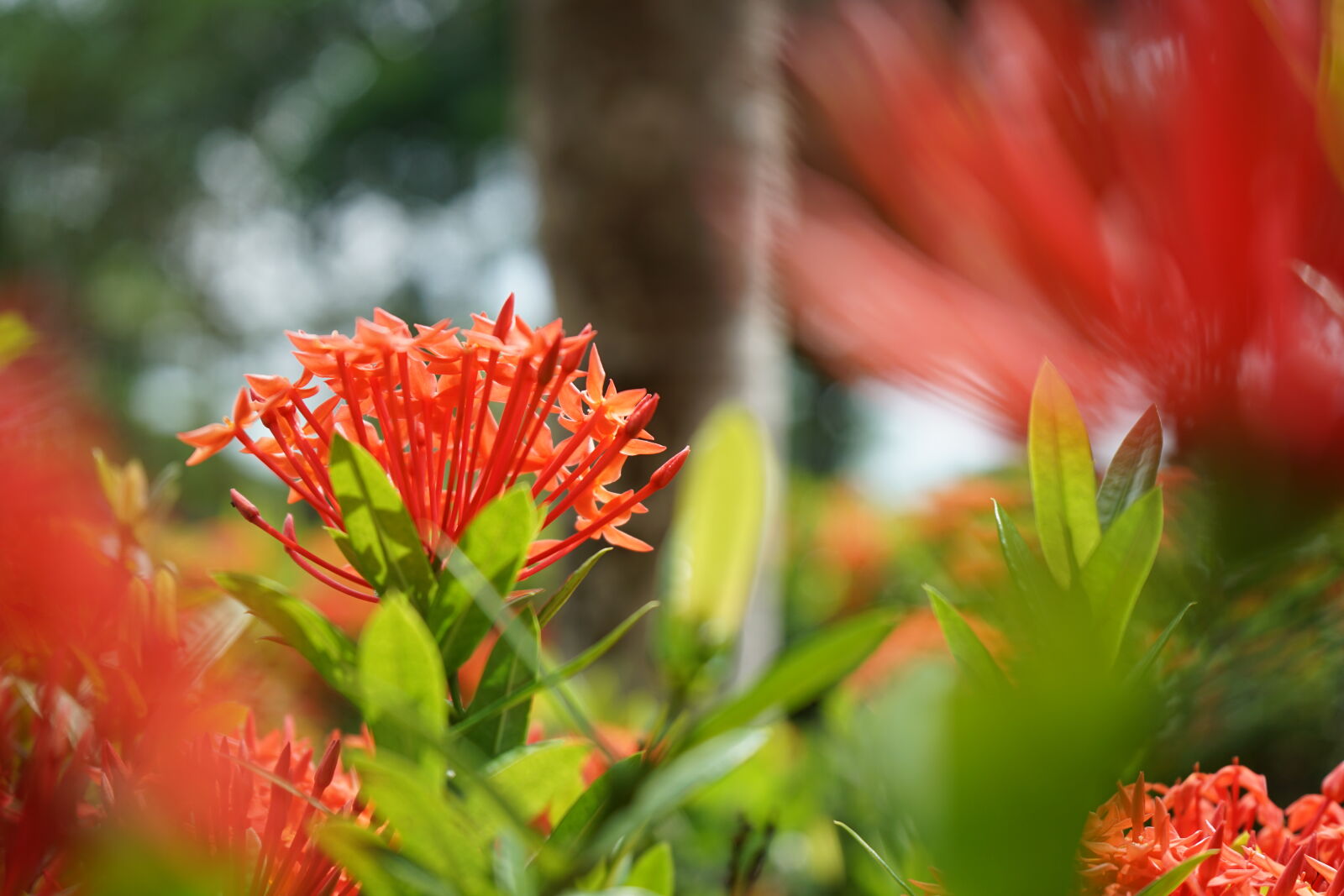 Sony FE 28-70mm F3.5-5.6 OSS sample photo. Caribbean, cartagena, coralito, flower photography