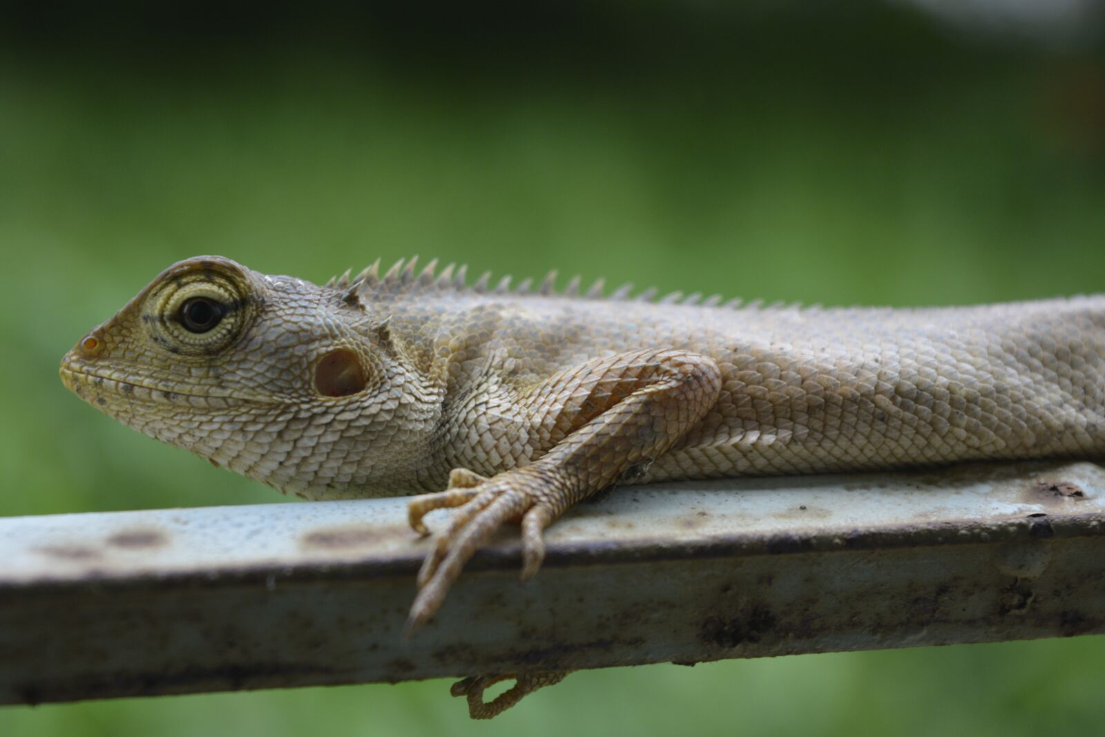 Nikon D5200 sample photo. Lizard, chameleon, reptile photography