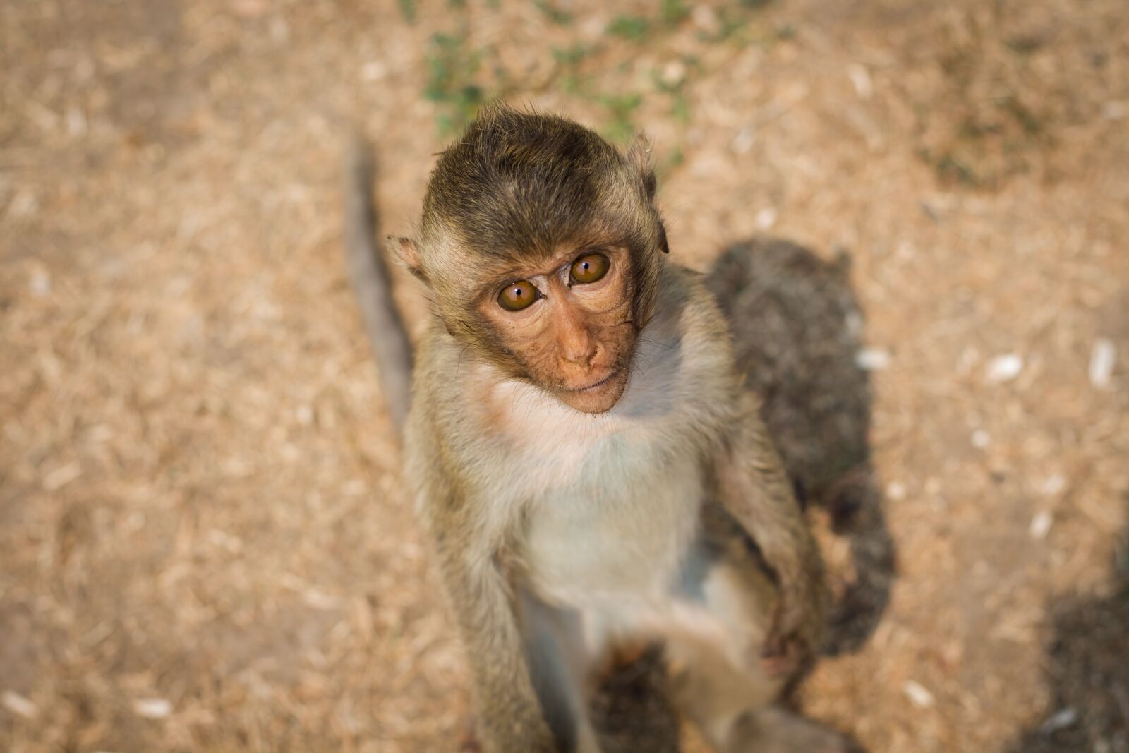Canon EOS 700D (EOS Rebel T5i / EOS Kiss X7i) + Canon EF 50mm F1.8 STM sample photo. Monkey, thailand, lop buri photography
