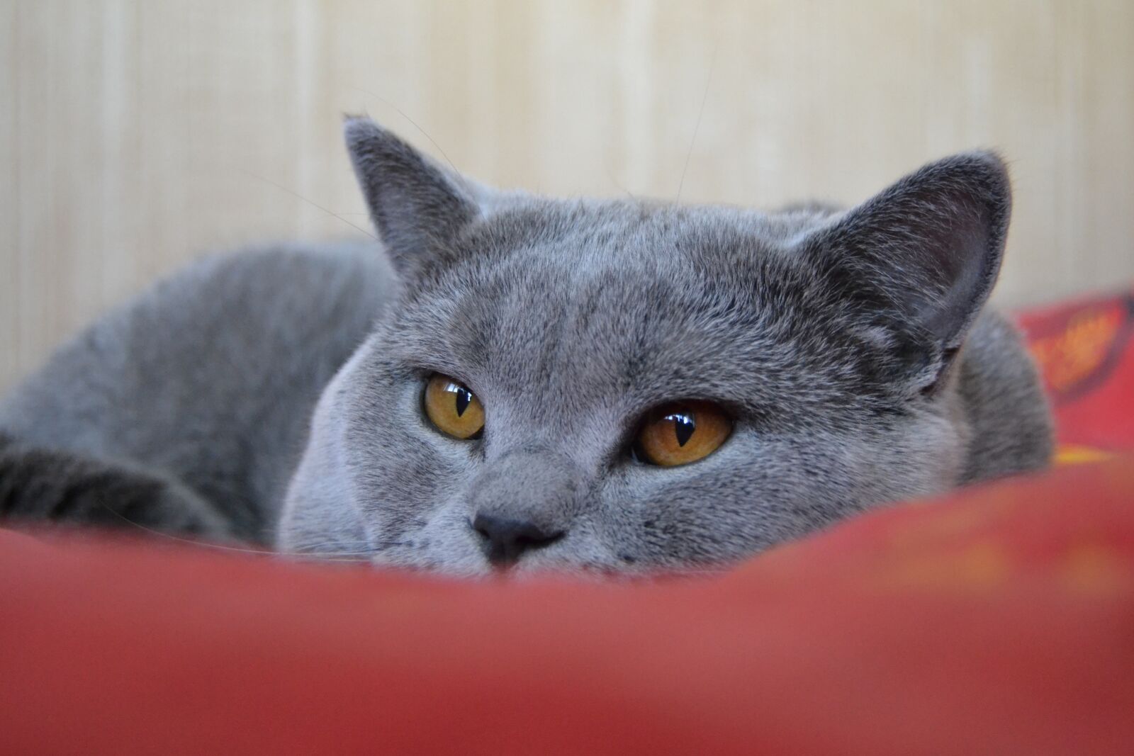 Nikon D3100 sample photo. Cat, british cat, pet photography