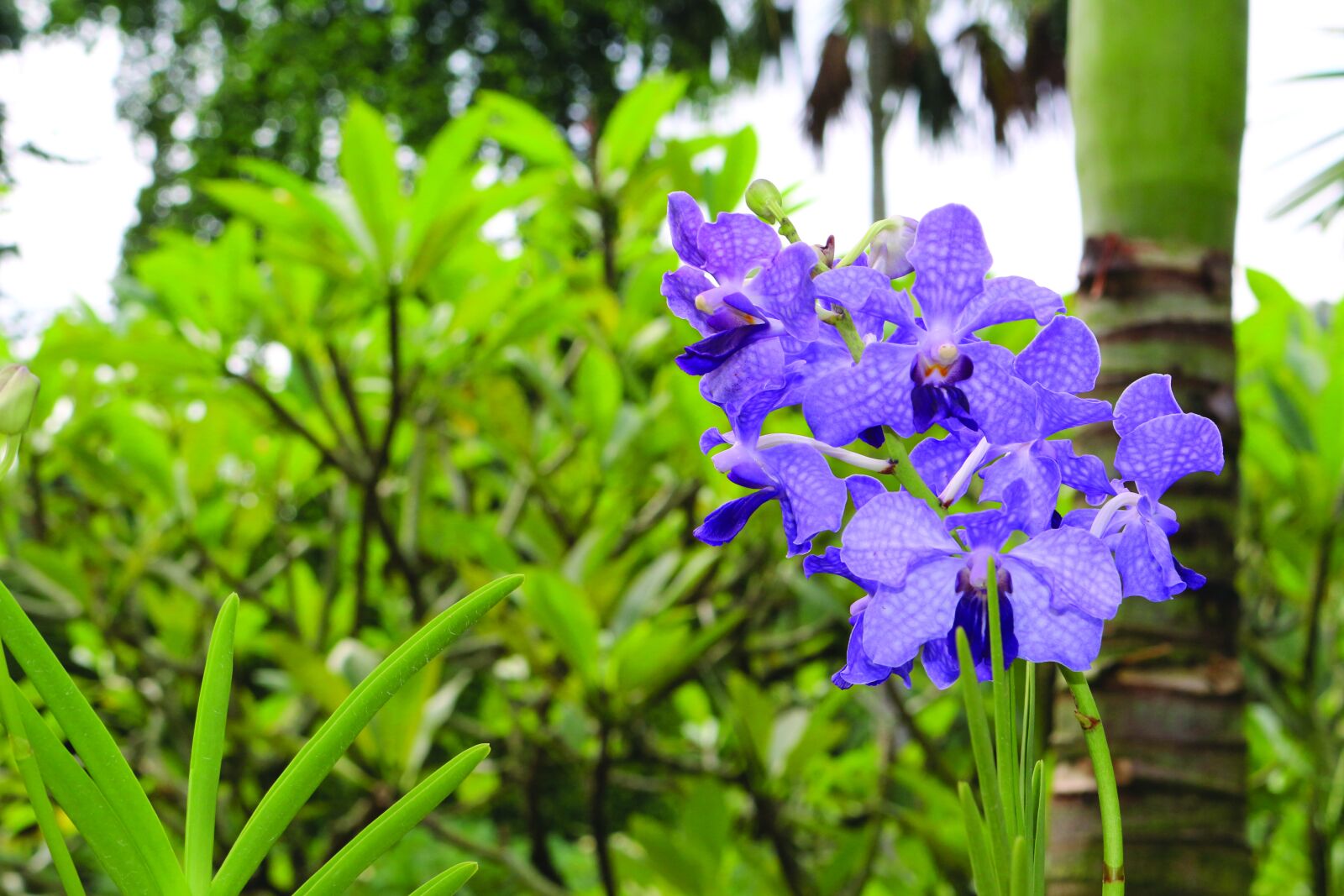Canon EOS 700D (EOS Rebel T5i / EOS Kiss X7i) sample photo. Singapore botanical gardens, flowers photography