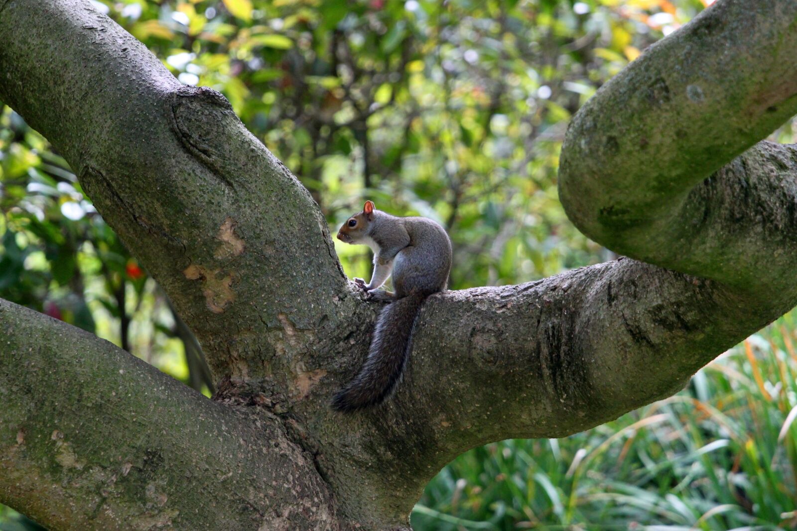 Canon EOS 500D (EOS Rebel T1i / EOS Kiss X3) sample photo. Squirrel, tree, furry photography