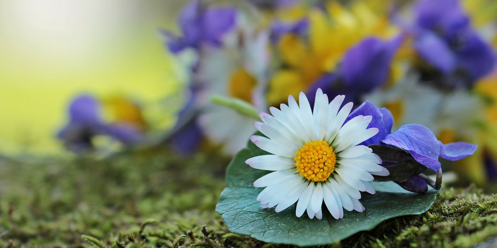 Canon EOS 550D (EOS Rebel T2i / EOS Kiss X4) sample photo. Wildflowers, wild flowers, daisy photography