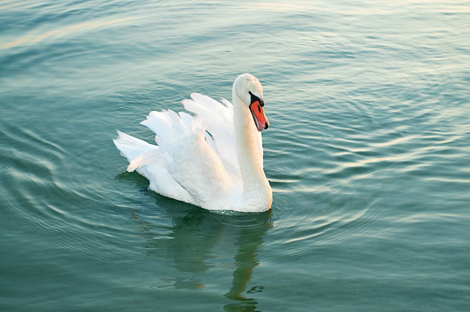 Nikon D90 sample photo. Swan, water bird, animal photography