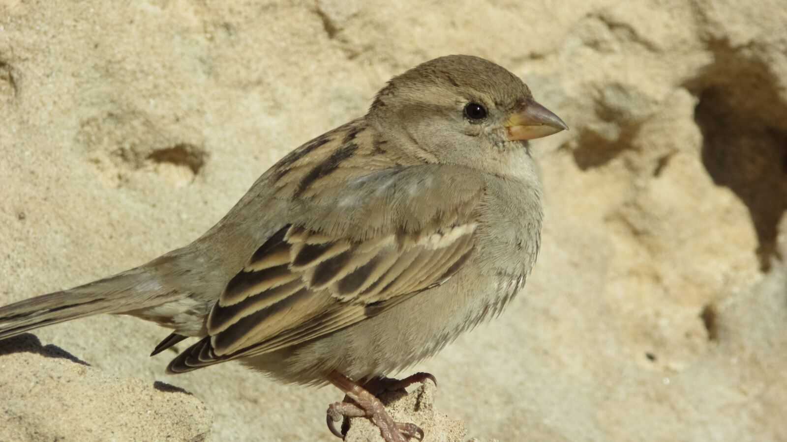 Canon PowerShot SX400 IS sample photo. Sparrow, bird, wildlife photography
