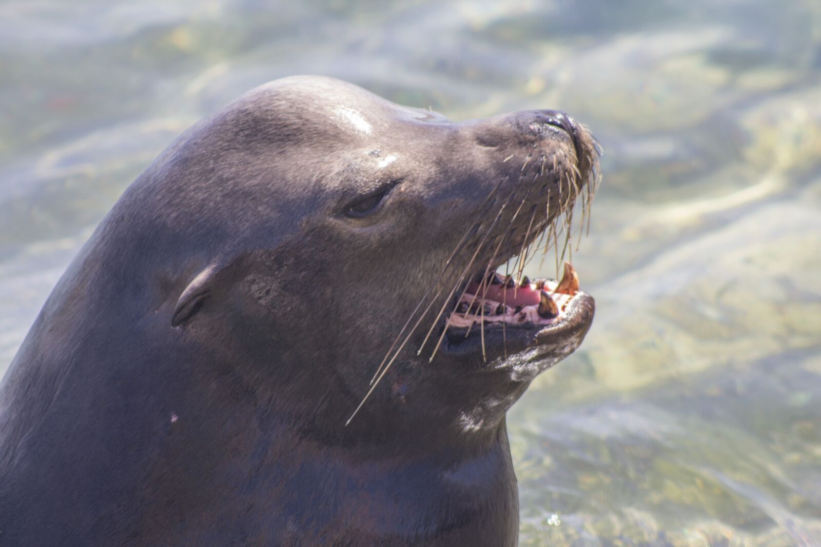 Canon EOS 650D (EOS Rebel T4i / EOS Kiss X6i) sample photo. Sea seal, water, nature photography