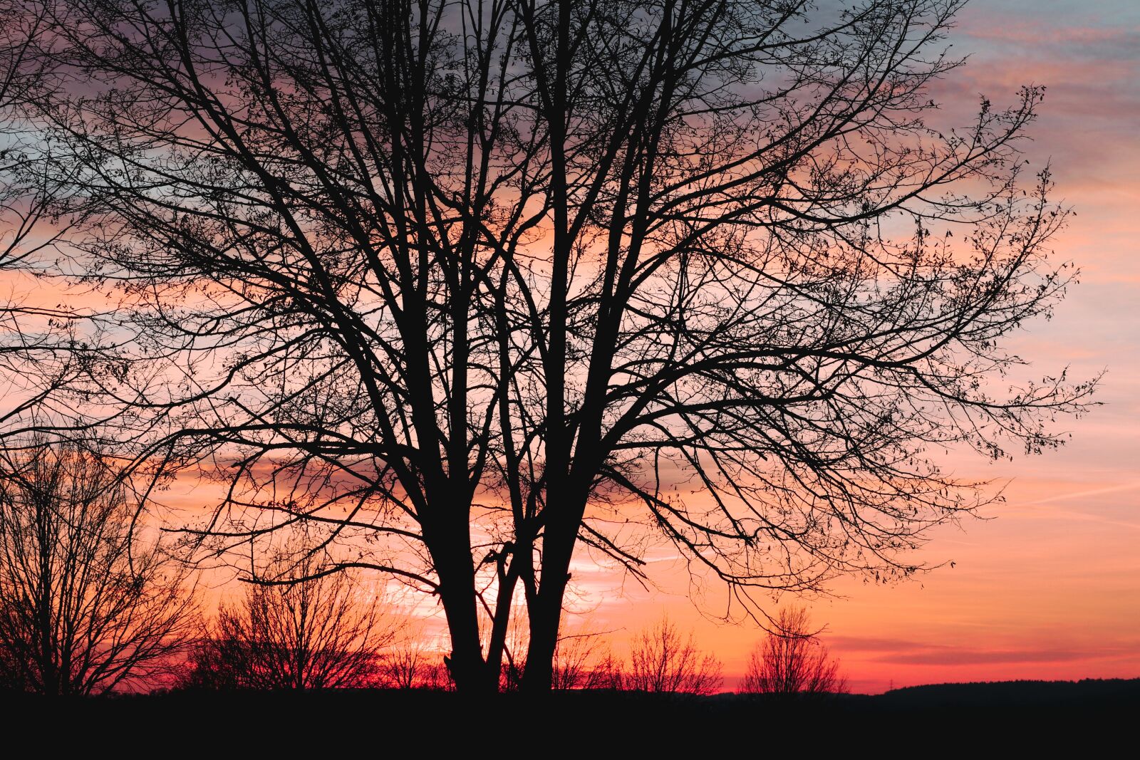 Canon EOS 200D (EOS Rebel SL2 / EOS Kiss X9) sample photo. Tree, silhouette, kahl photography