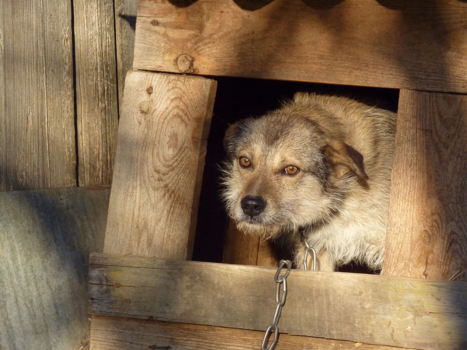 Panasonic DMC-TZ7 sample photo. Dog, irina, security photography