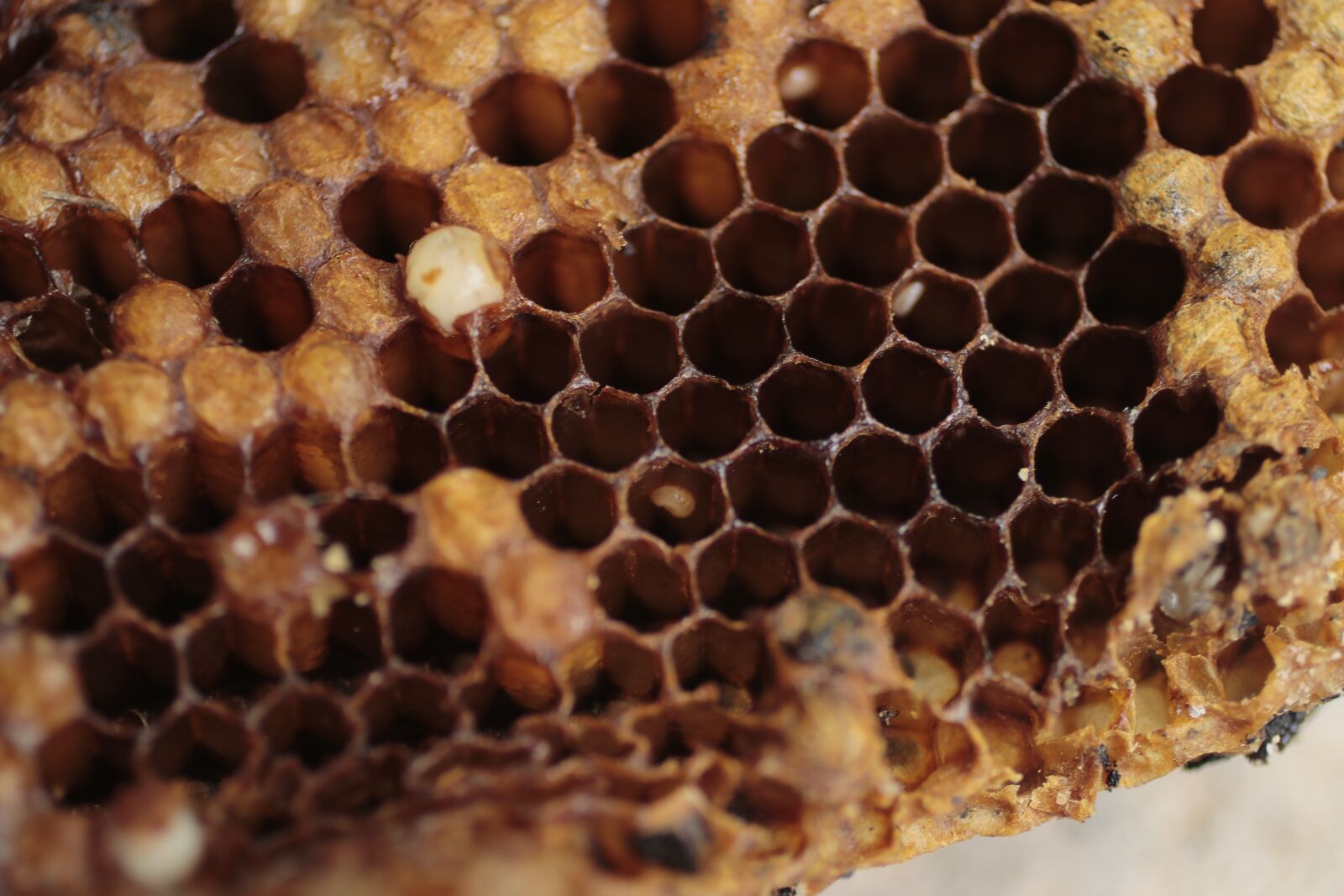 Canon EF 50mm F2.5 Macro sample photo. Bee, honey, beekeeping photography