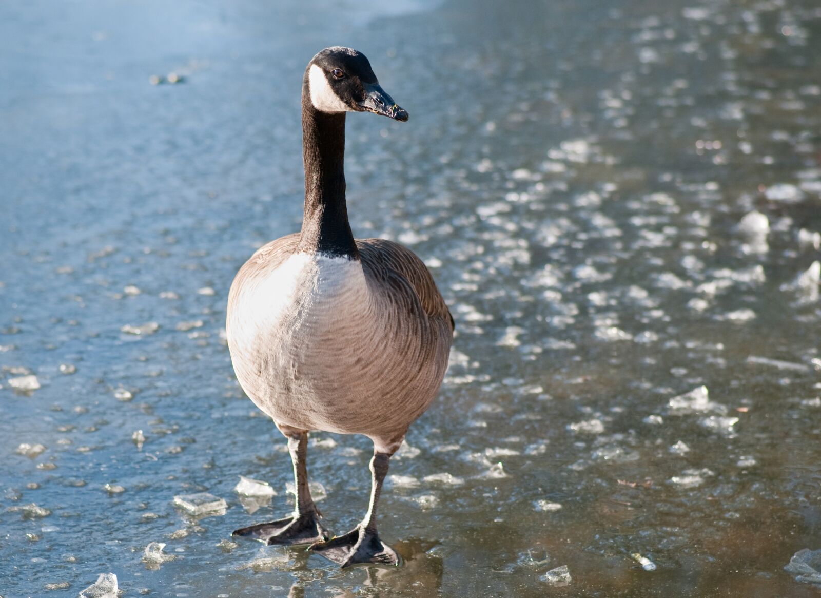 Nikon D300 sample photo. Canada goose, goose, bird photography