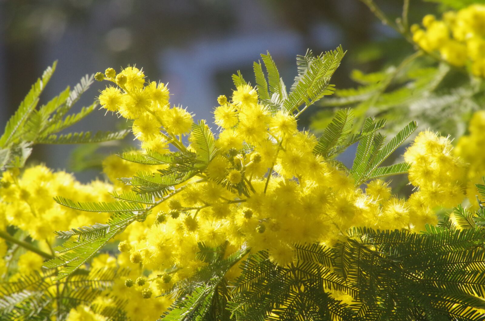 Pentax K-50 sample photo. Mimosa, flowers, yellow photography