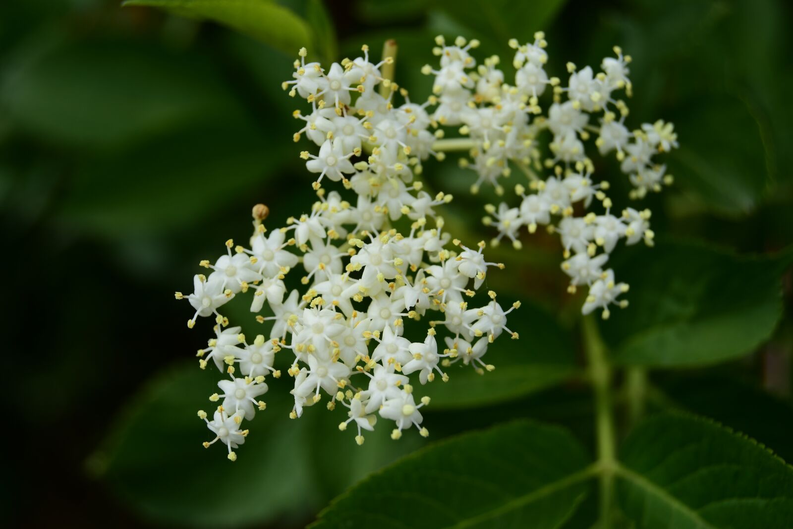 Nikon D5600 sample photo. Real elderberry, elder, spring photography