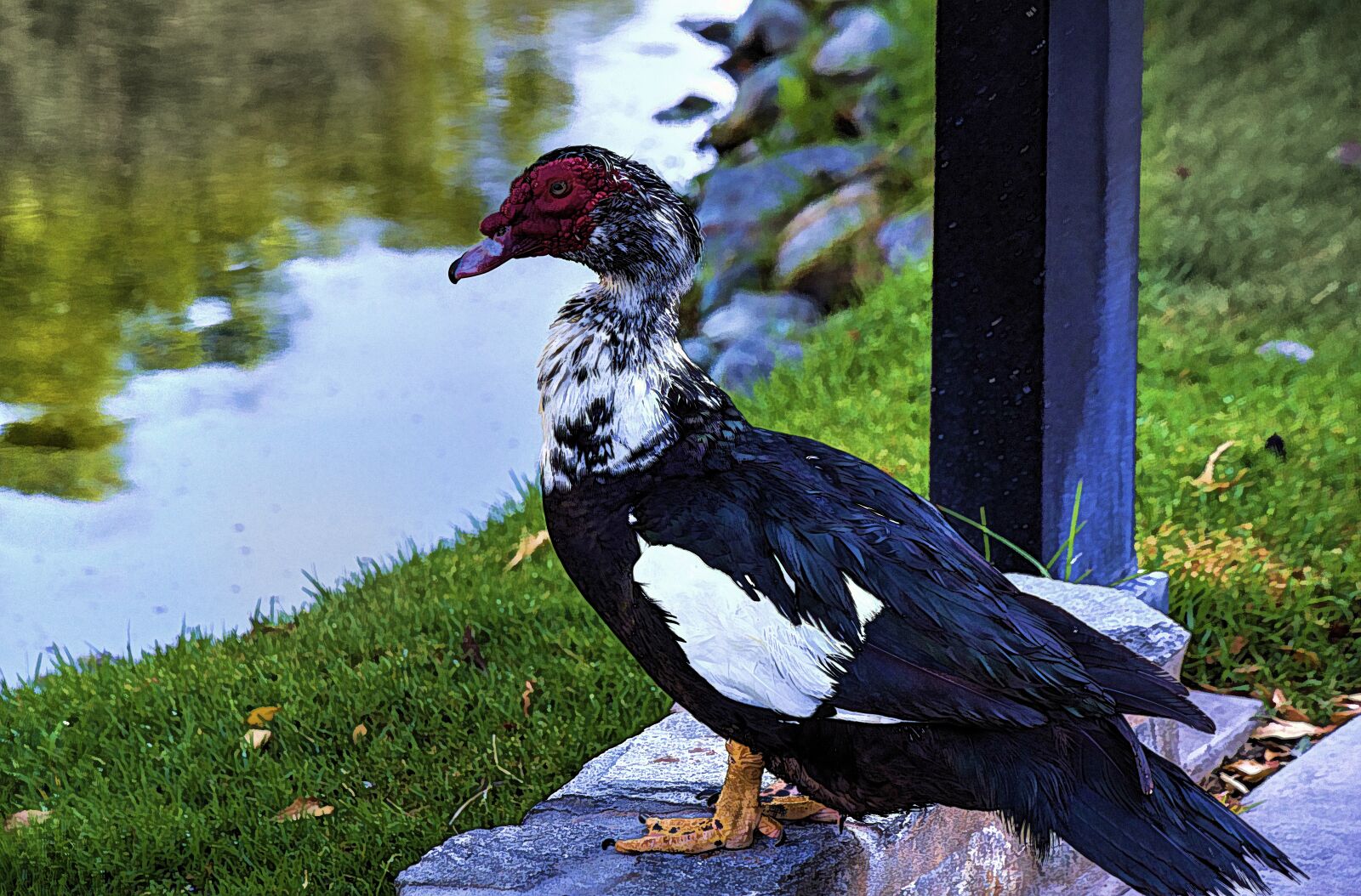 Nikon D750 sample photo. Muscovy duck, waterfowl, animal photography