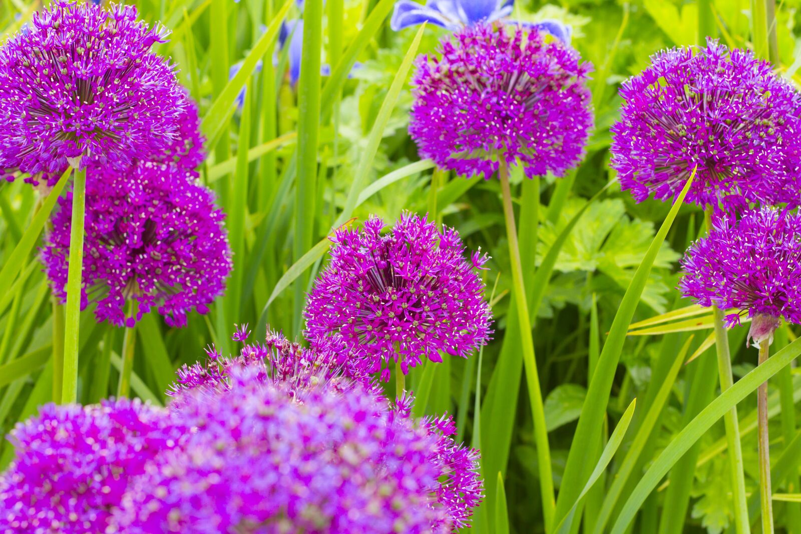 Canon EOS 7D + Canon EF 50mm F1.8 II sample photo. Flowers, cornwall, uk photography