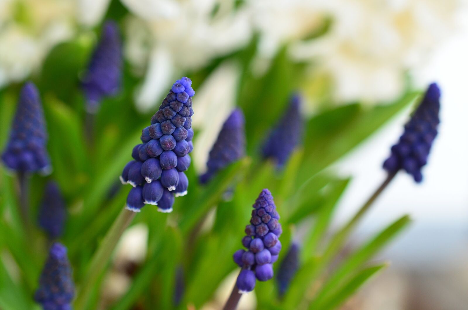 Nikon D5100 sample photo. Grape hyacinth, hyacinth, spring photography