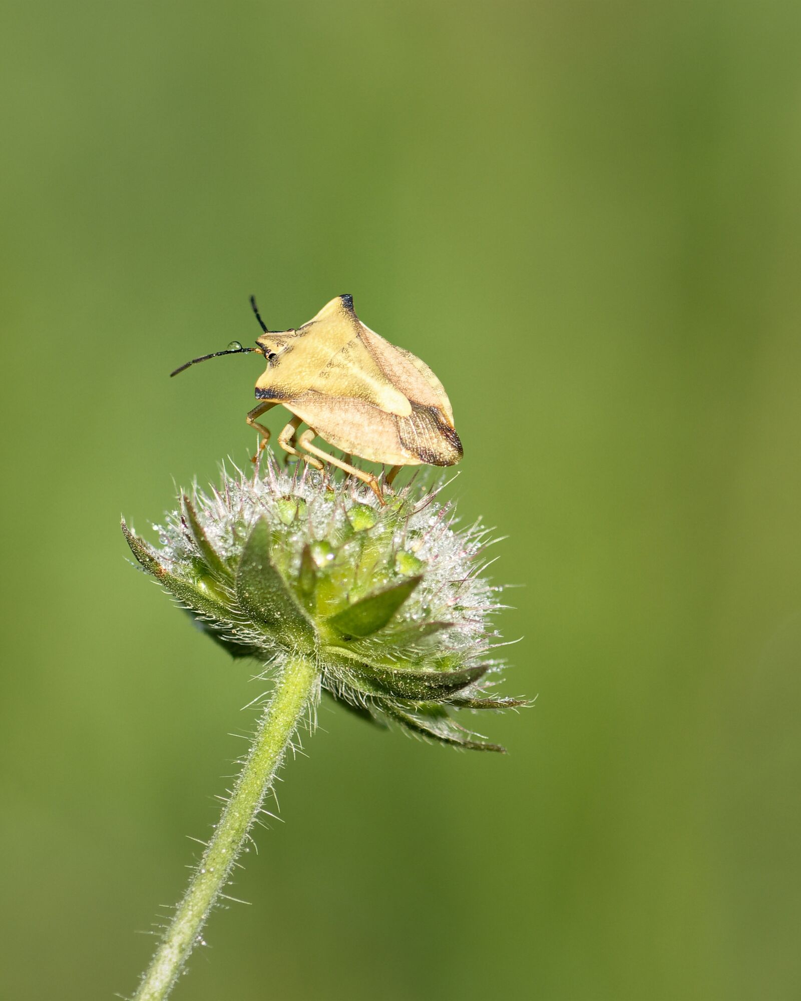 Nikon D7200 sample photo. Bug, fruit bug, insect photography