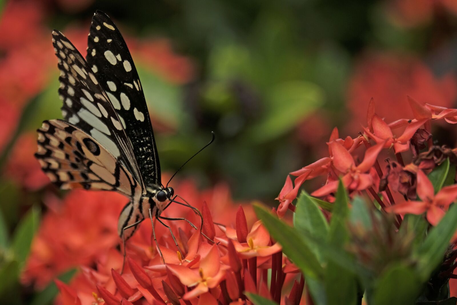 Fujifilm X-Pro2 + Fujifilm XF 55-200mm F3.5-4.8 R LM OIS sample photo. Butterfly, closeup, thailand photography