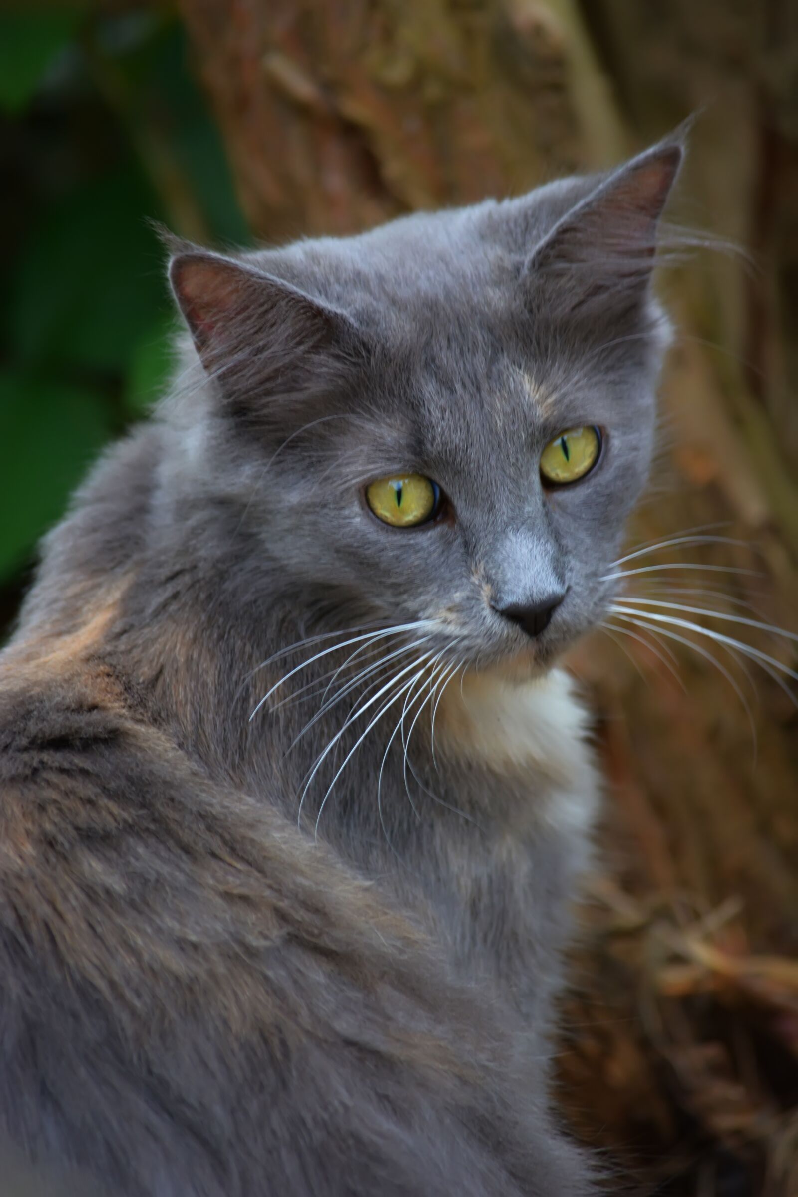 Nikon D5200 sample photo. Kathy, cat, tree photography