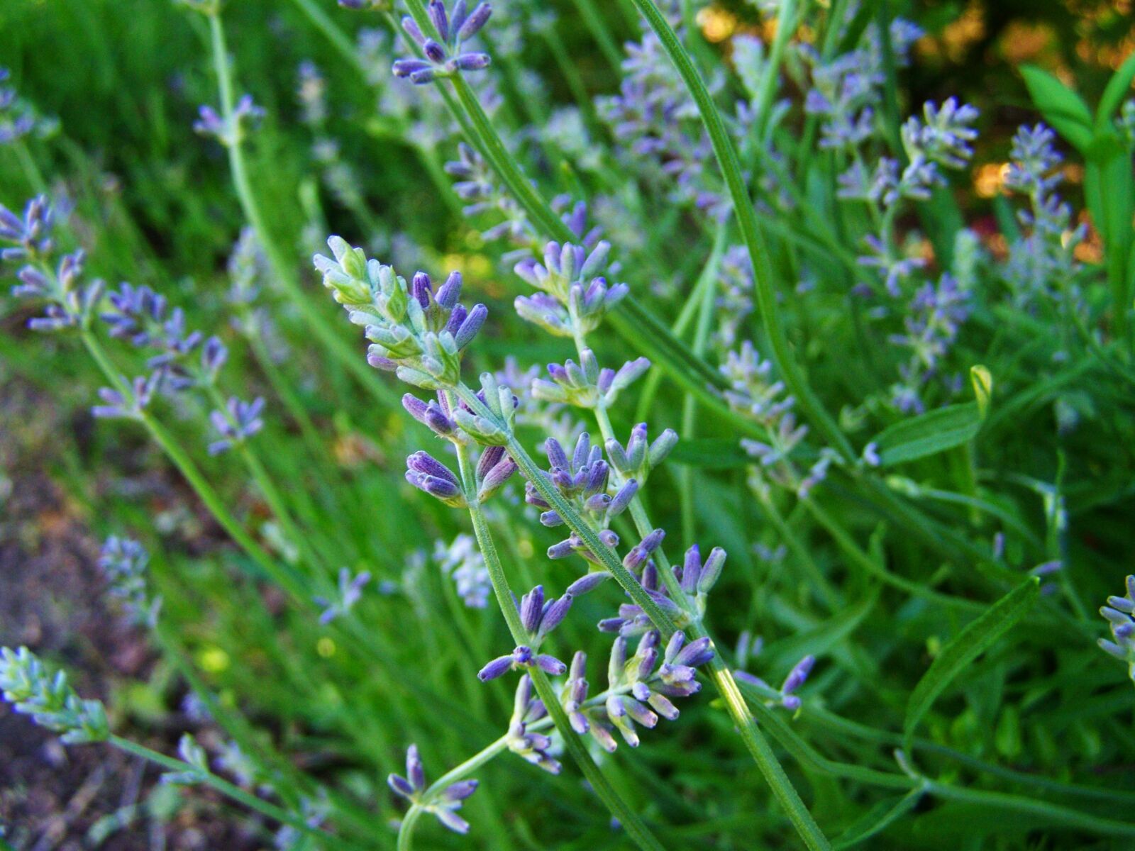Kodak EASYSHARE ZD710 ZOOM DIGITAL CAMERA sample photo. Lavender, fragrant herbs, purple photography