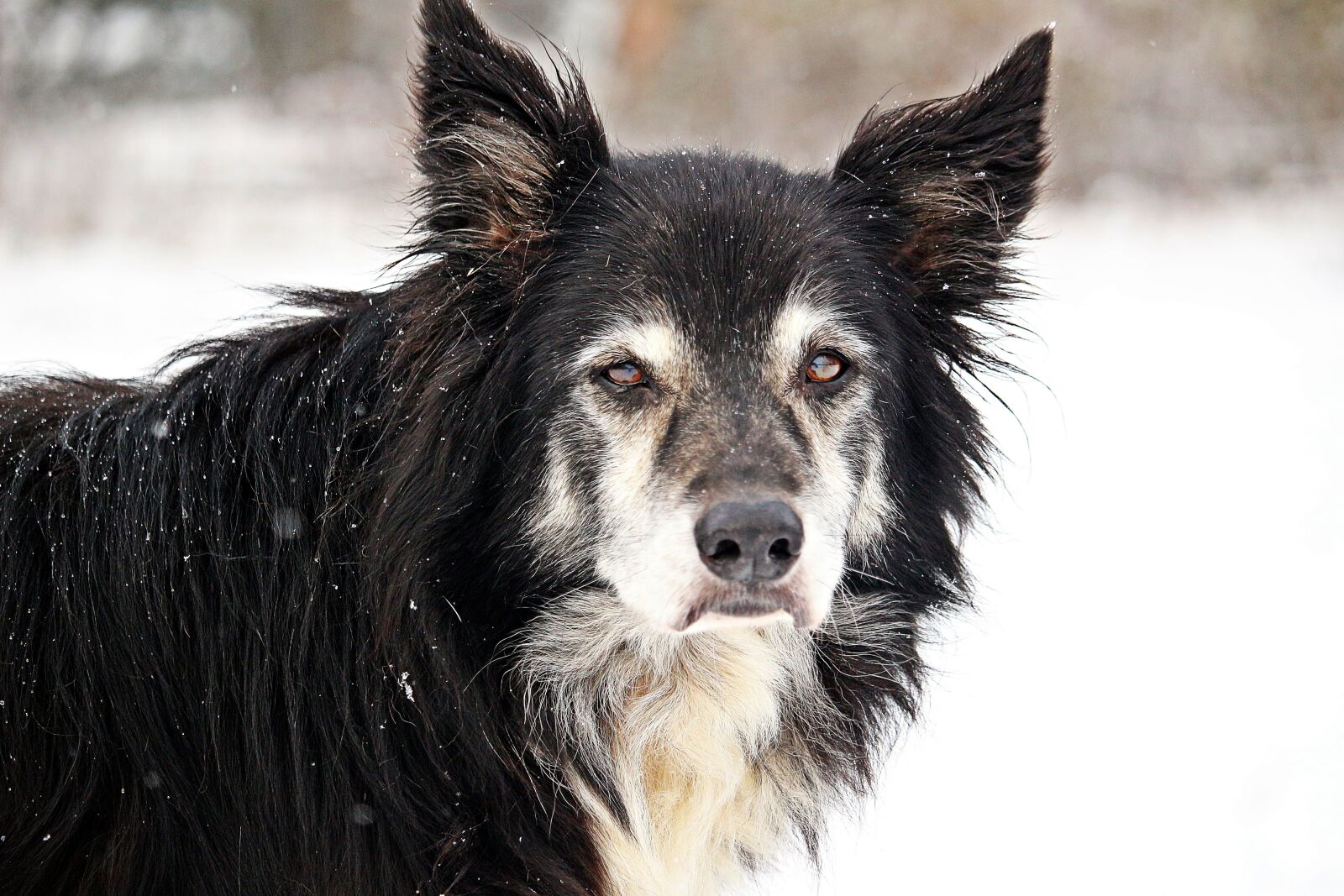 Canon EOS 100D (EOS Rebel SL1 / EOS Kiss X7) sample photo. Dog, border, snow photography