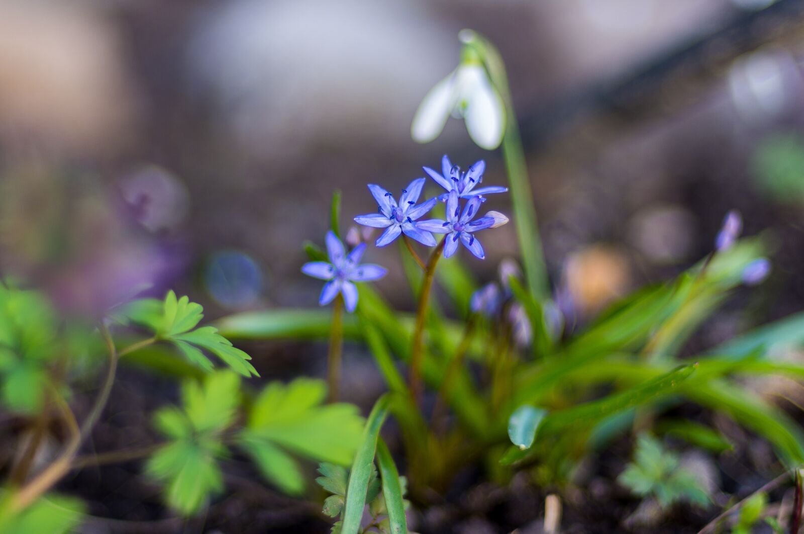 Nikon D7200 sample photo. Flowers, spring, green photography