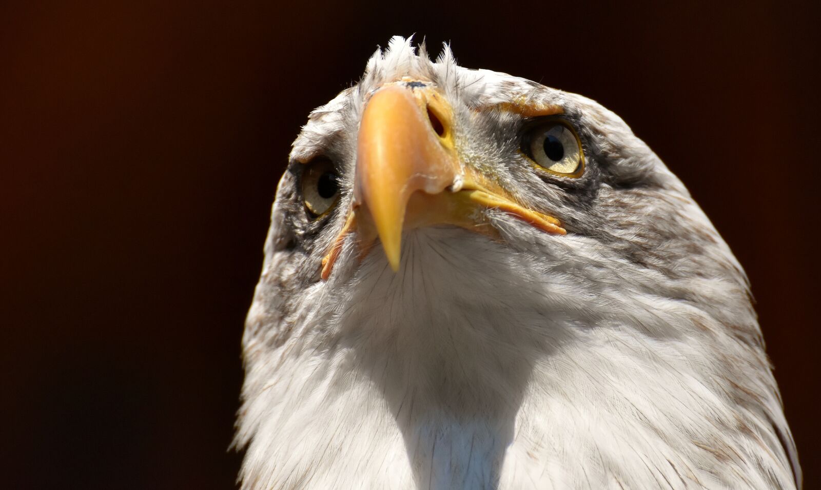 Nikon D7200 sample photo. Adler, bald eagle, bird photography