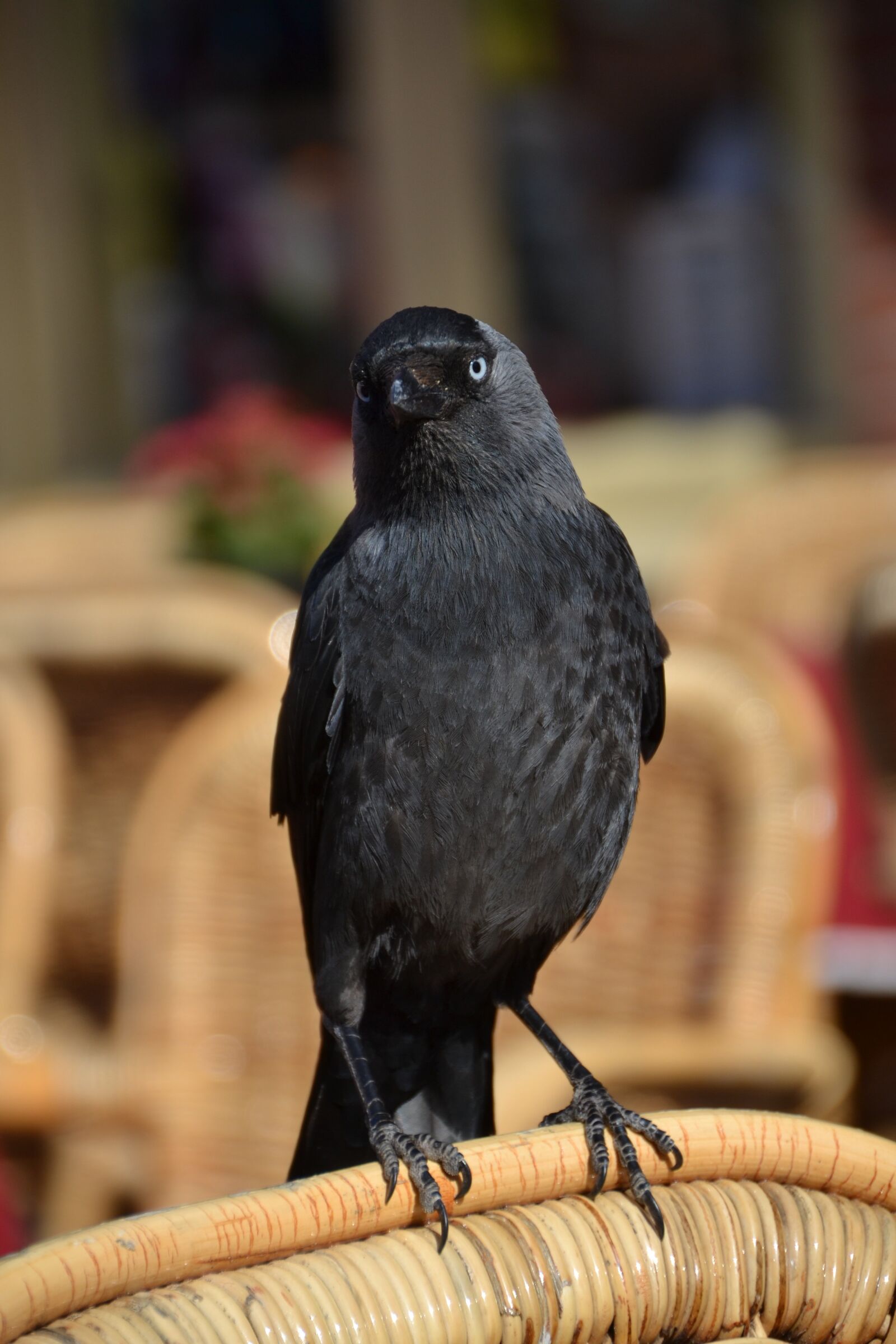Nikon D3100 sample photo. Raven, bird, animal photography