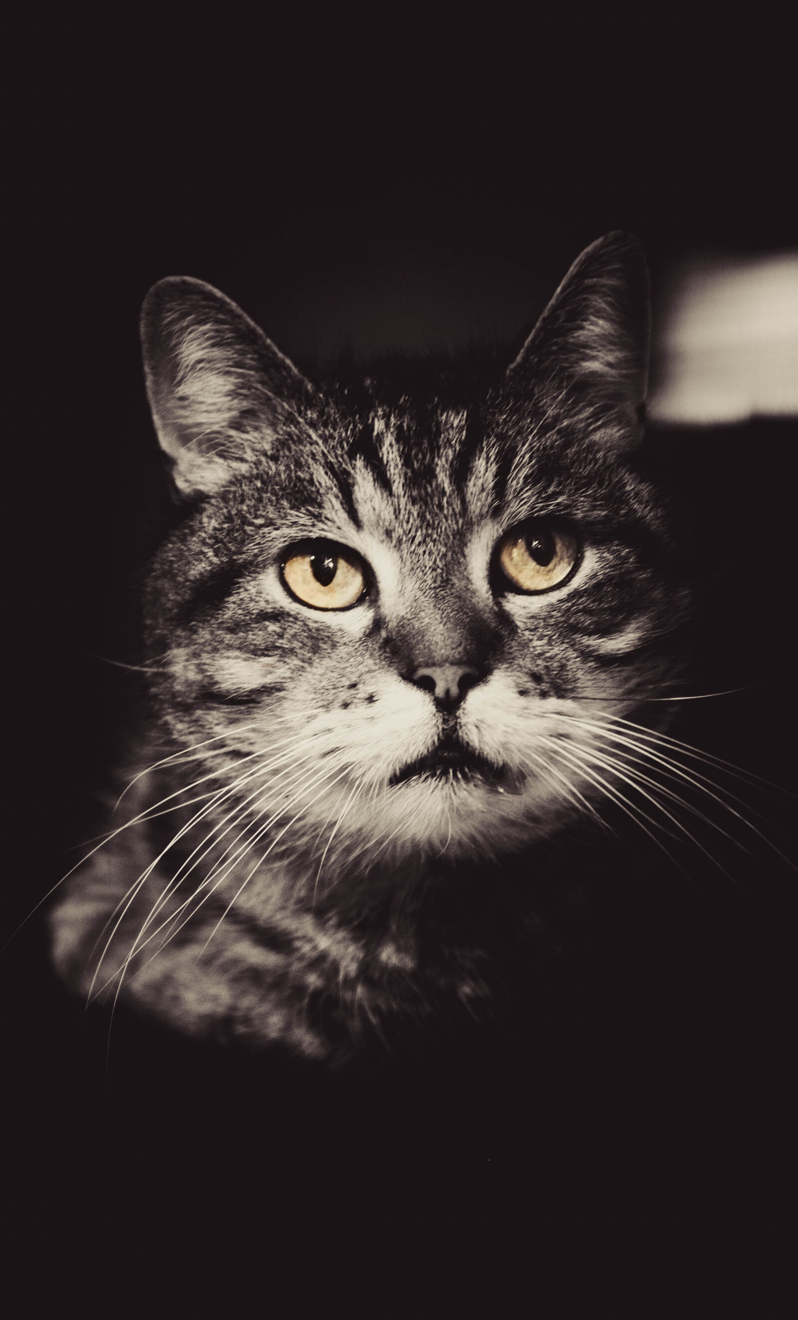Nikon D600 sample photo. Animal, eyes, white, black photography