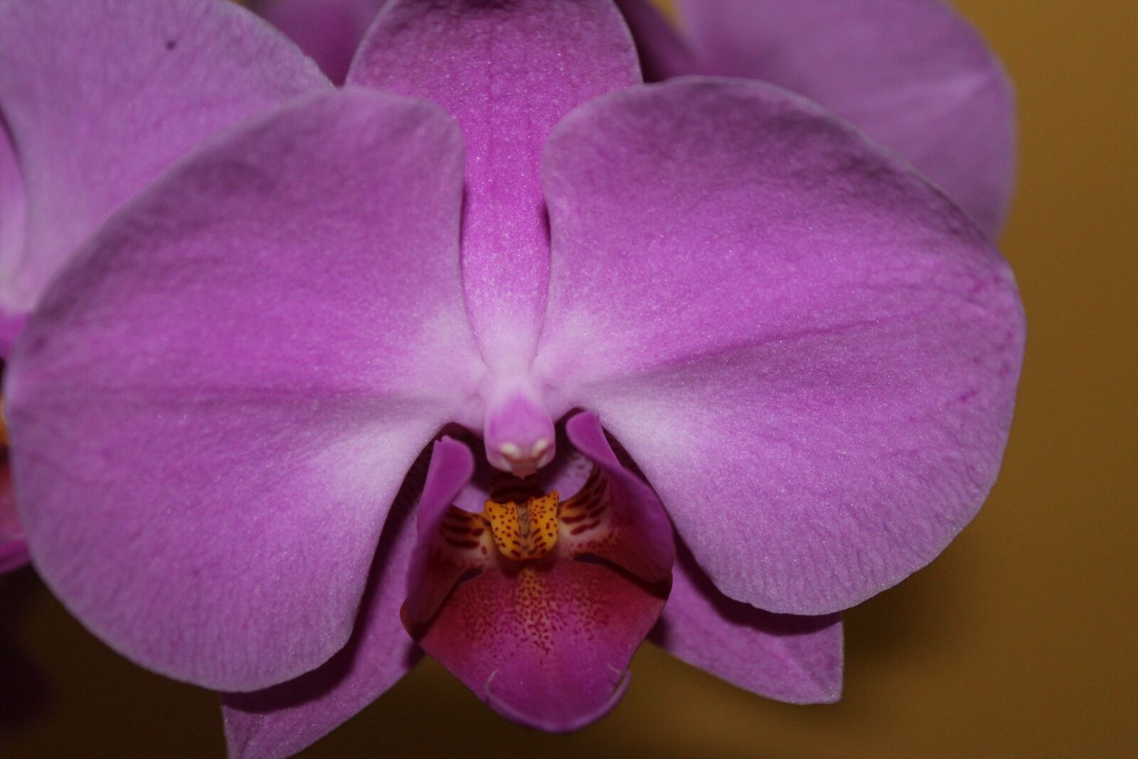 Canon EOS 1100D (EOS Rebel T3 / EOS Kiss X50) sample photo. Orchid, blossom, bloom photography