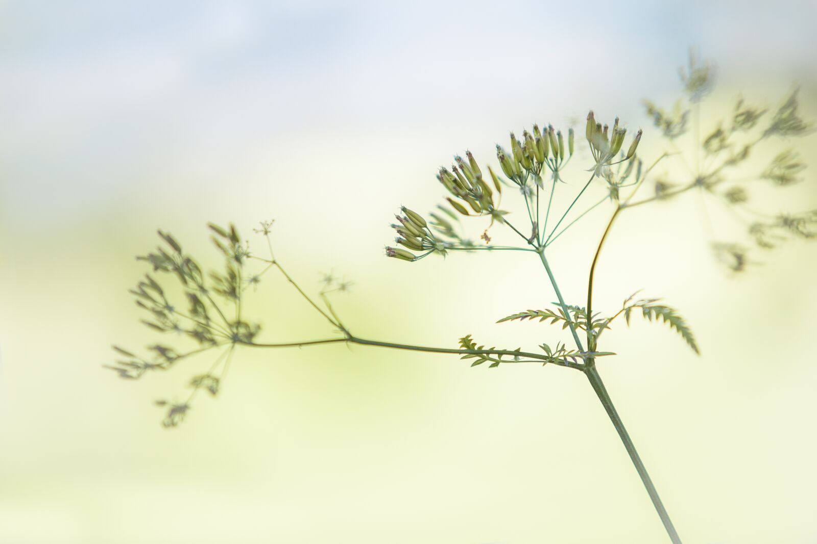 Canon EOS 5D Mark II + Canon EF 70-200mm F2.8L USM sample photo. Spring, plant, nature photography