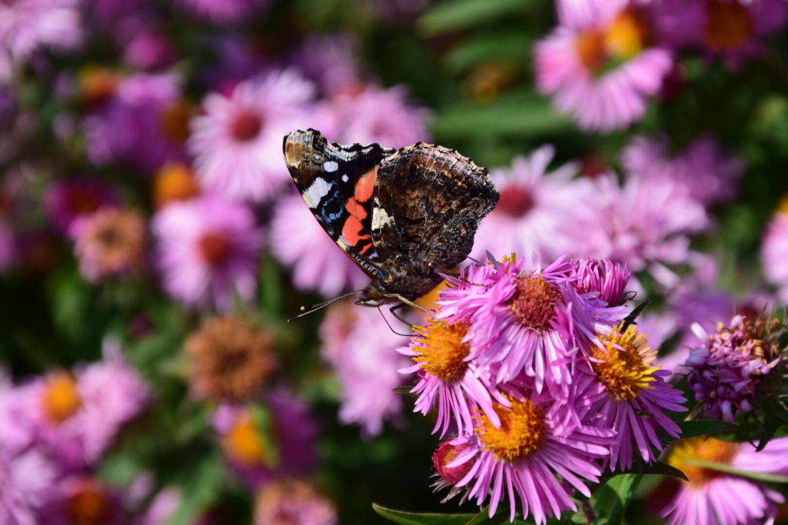 Nikon D3300 sample photo. Aster, butterfly, blossom photography