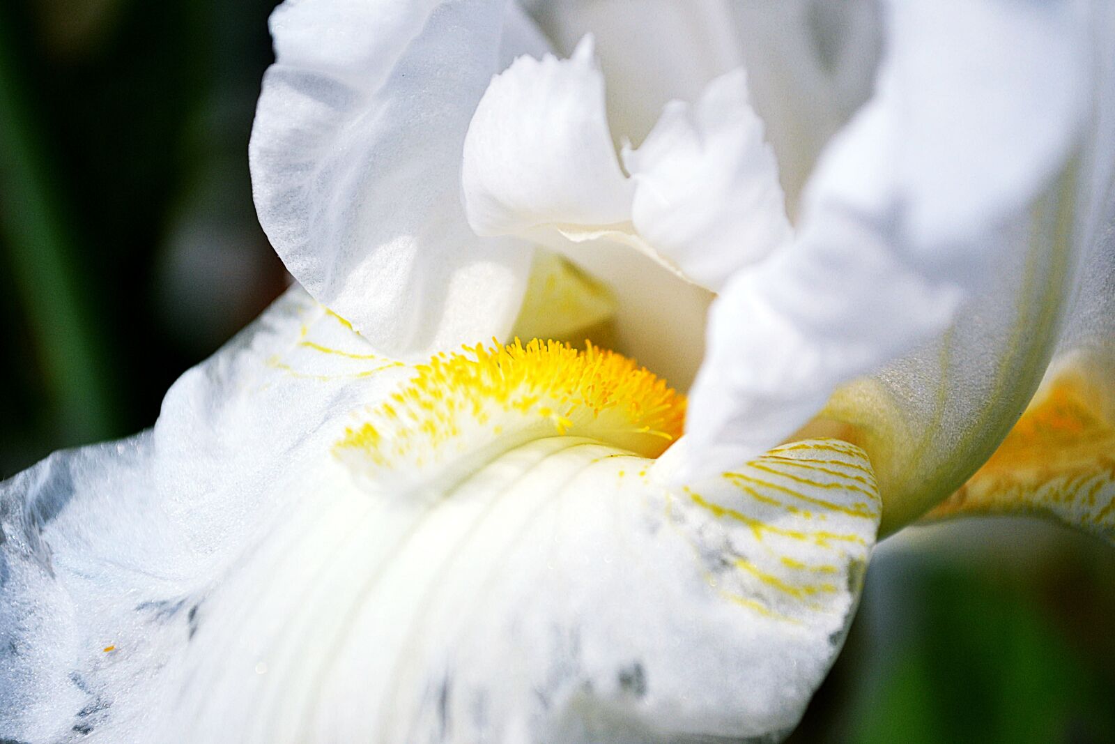 Nikon D3100 sample photo. White, flower, bloom photography