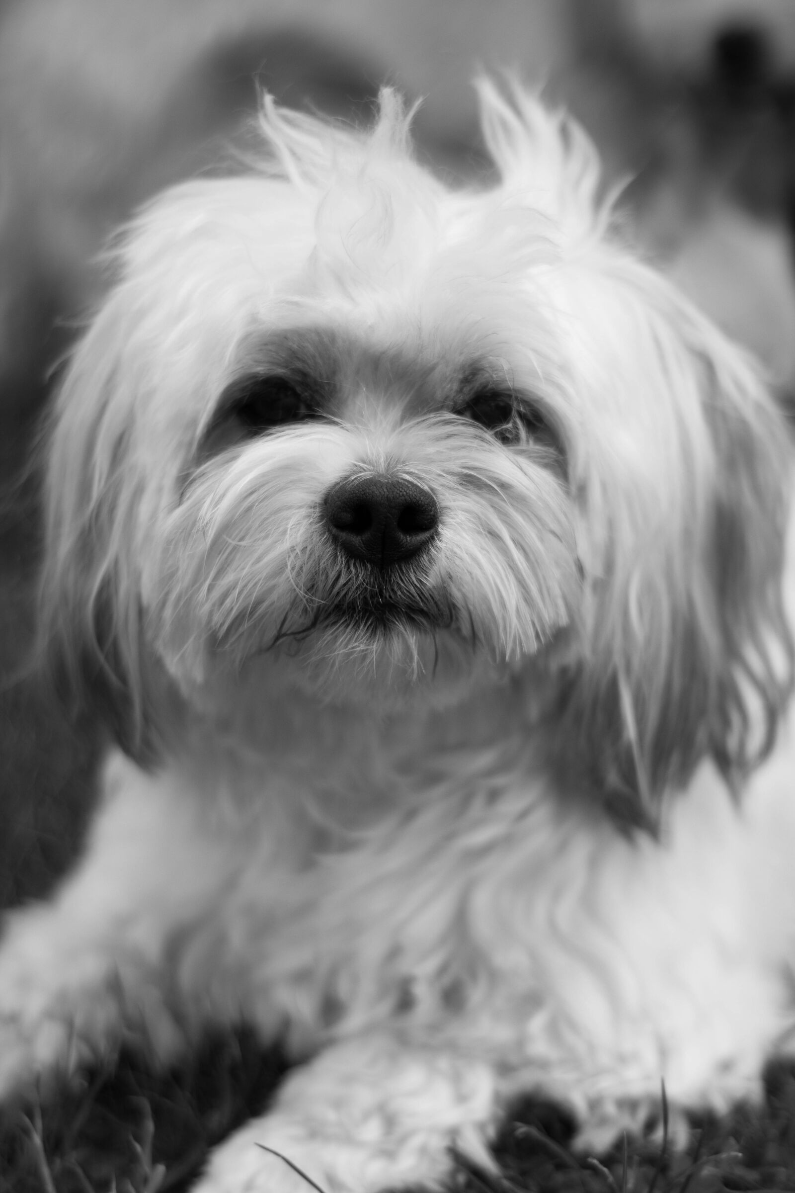 Canon EOS M50 (EOS Kiss M) sample photo. Dog, animal, pet photography
