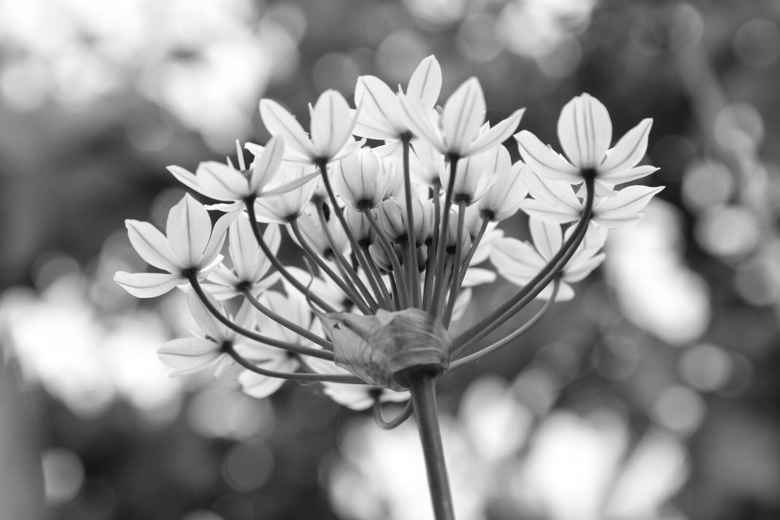 Canon EOS 2000D (EOS Rebel T7 / EOS Kiss X90 / EOS 1500D) sample photo. Black and white, garlic photography