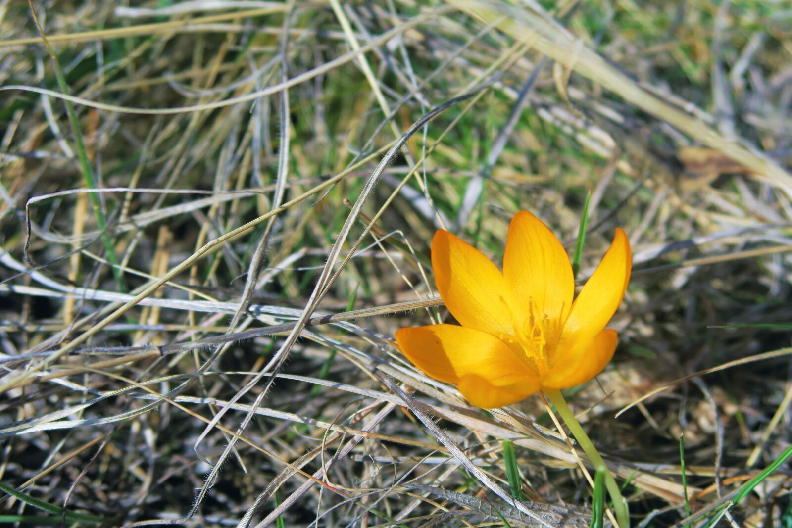 Canon PowerShot G7 X sample photo. Crocus, nature, spring photography
