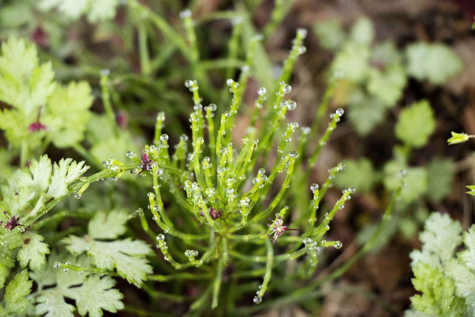 Canon EOS 80D sample photo. Dew, dawn, nature photography