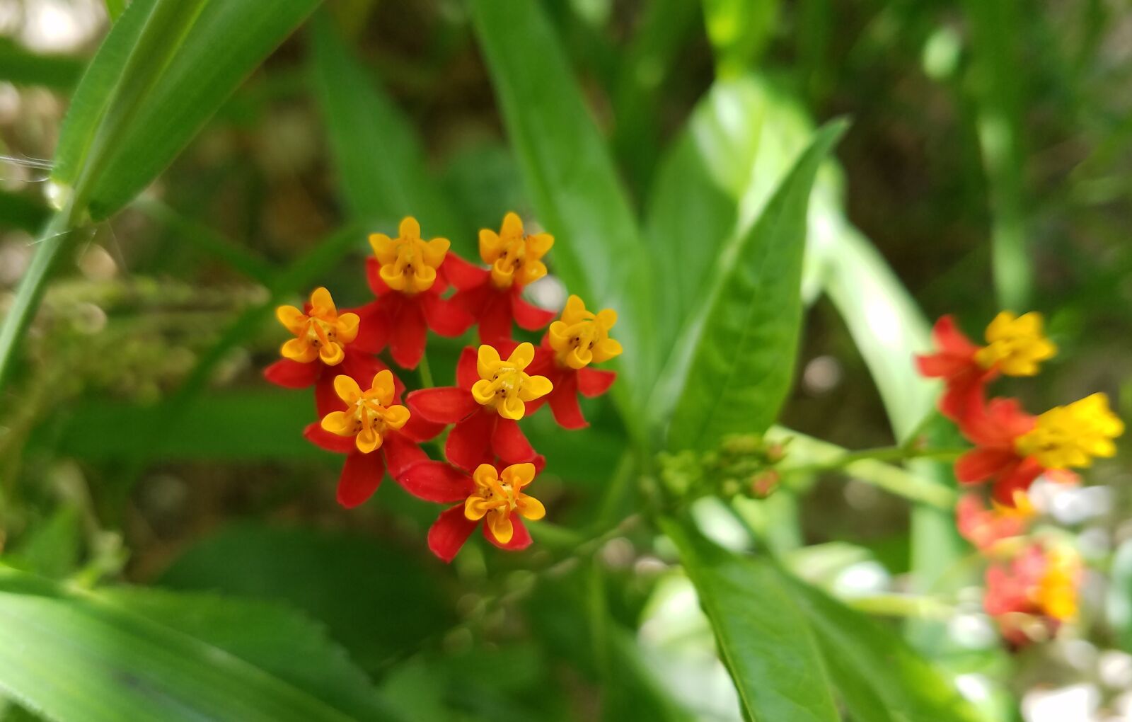 Samsung Galaxy S7 Edge sample photo. Flower, weed, green photography
