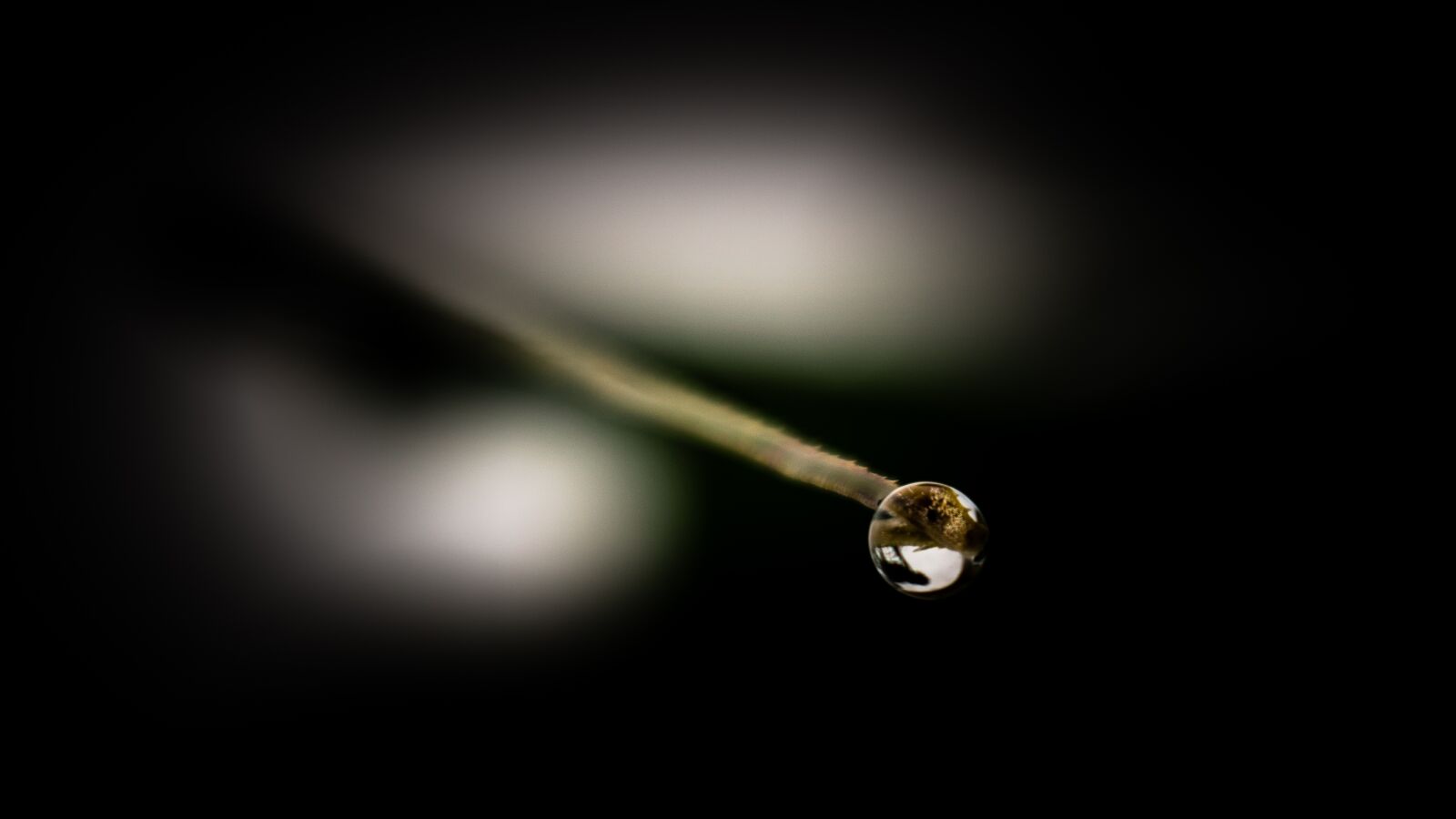 Nikon D5300 sample photo. Dew, dew drop, nature photography