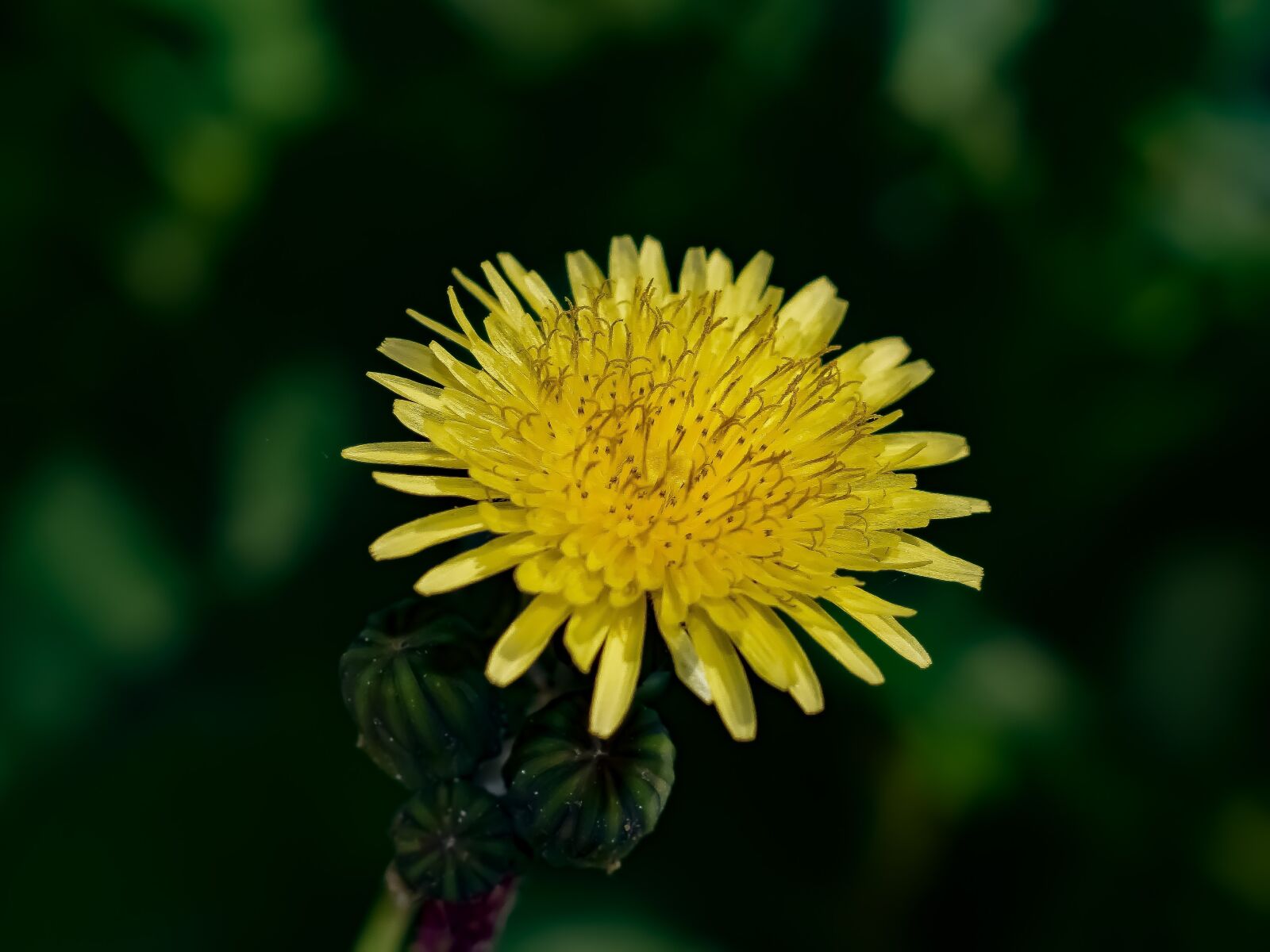 Nikon D3300 sample photo. Dandelion, flower, yellow photography