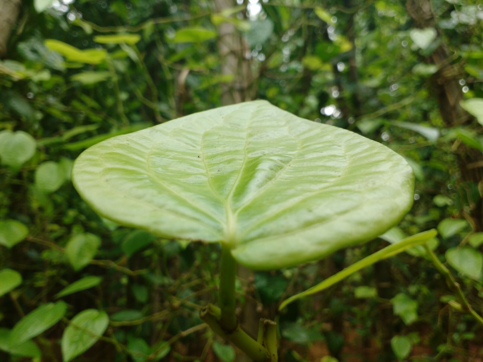 Motorola MotoG3 sample photo. Autumn, leaf, autumn, leaves photography