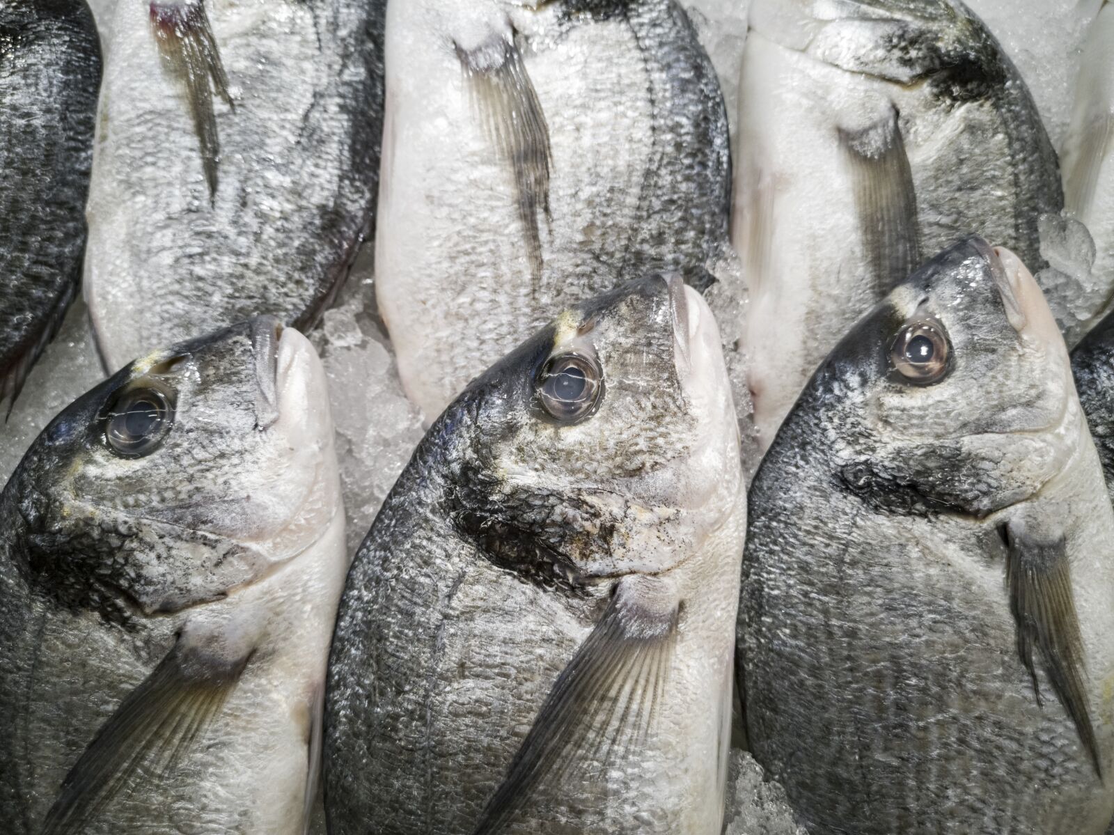 HUAWEI CLT-L09 sample photo. Fish, market, sunday photography